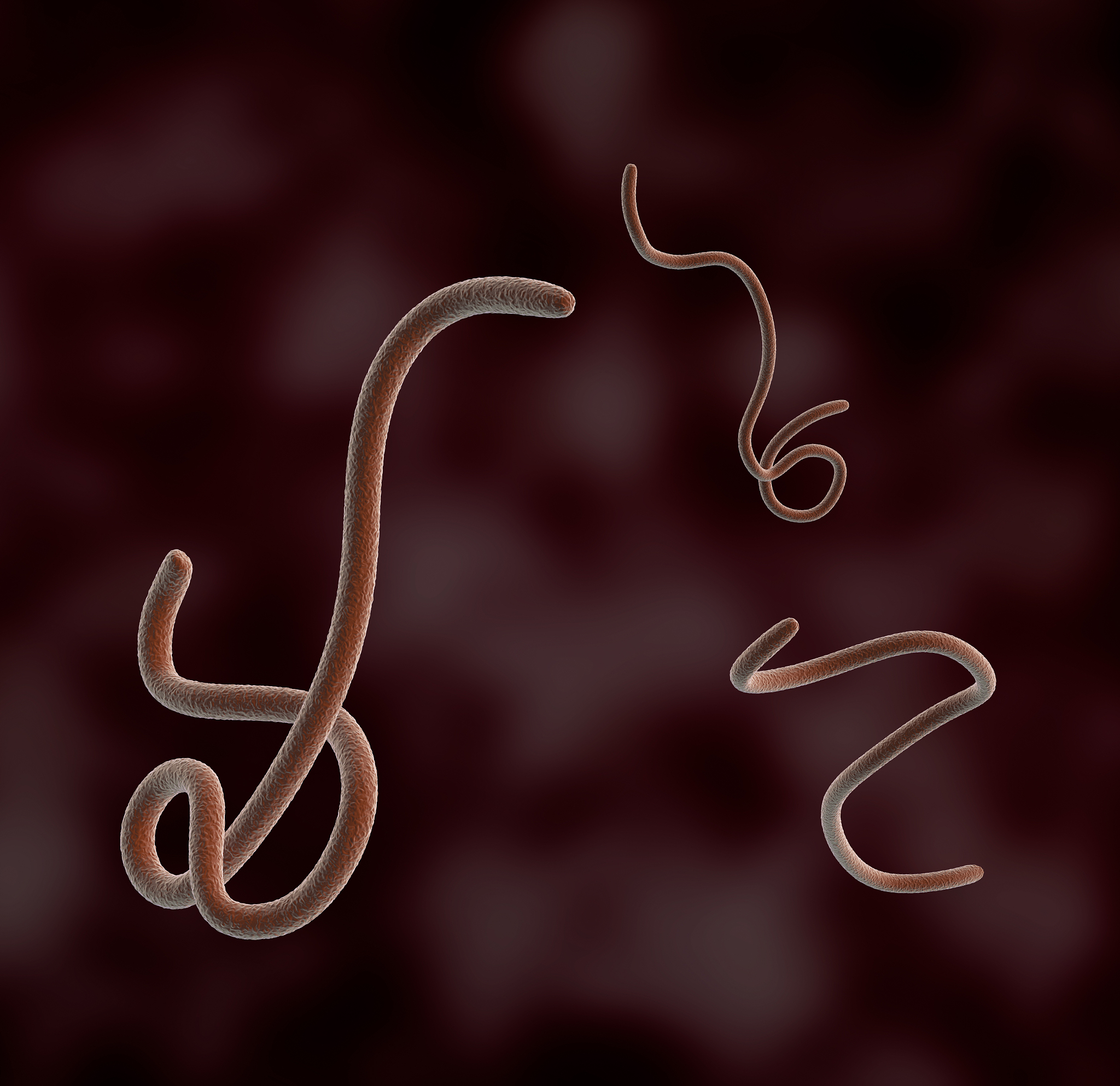 under the microscope, ebola bacteria