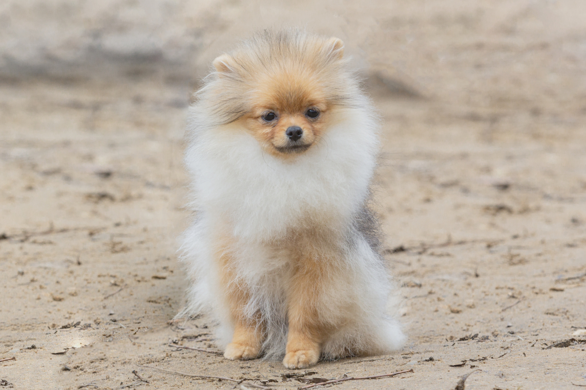 博美好养活吗?揭秘博美犬饲养秘籍,轻松成为合格主人