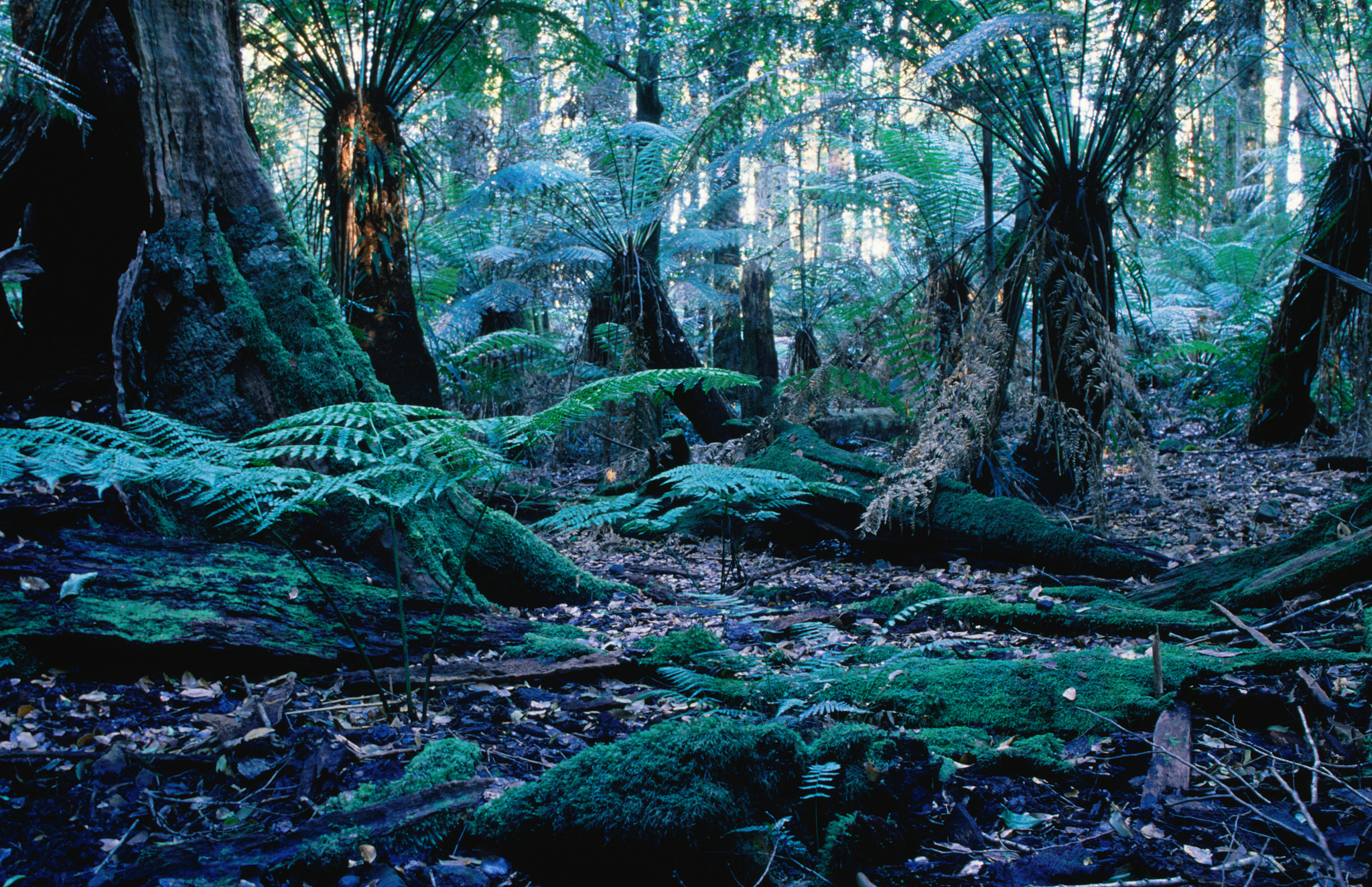 热带雨林的七大环境效益：生物多样性、碳汇、水循环等