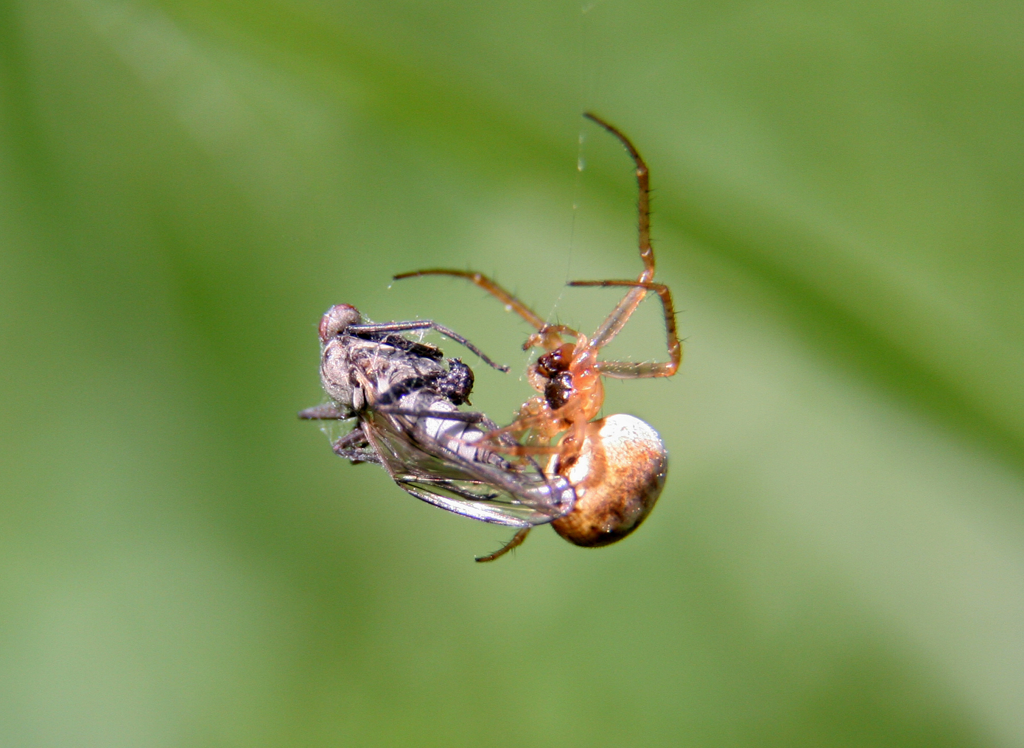 spiders lunch