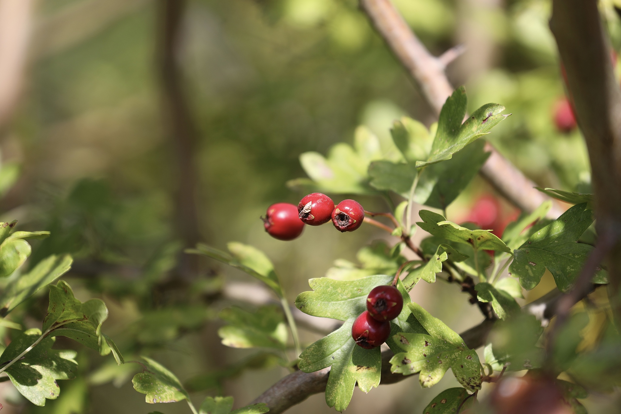 hawthorn fruits