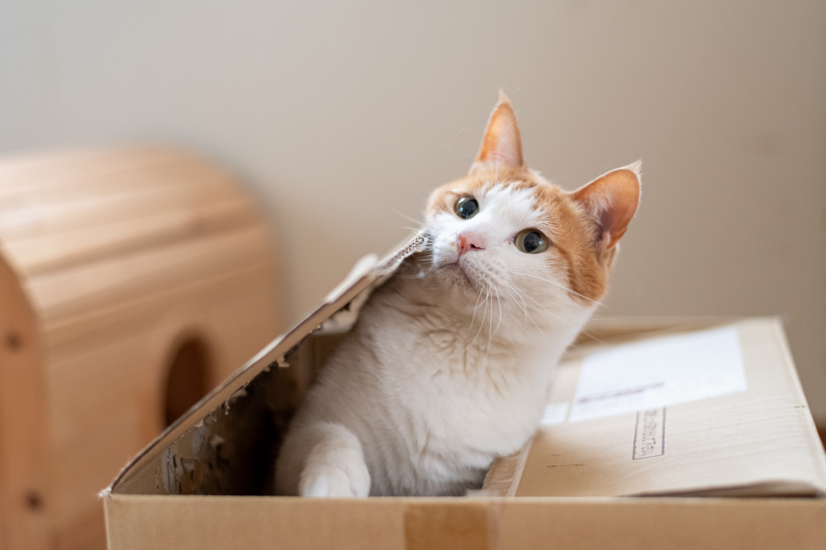 扮演一名宠物博主写篇800字猫咪为什么爱趴在主人的鞋子里？的短视频文案要有互动语句重新编写个标题