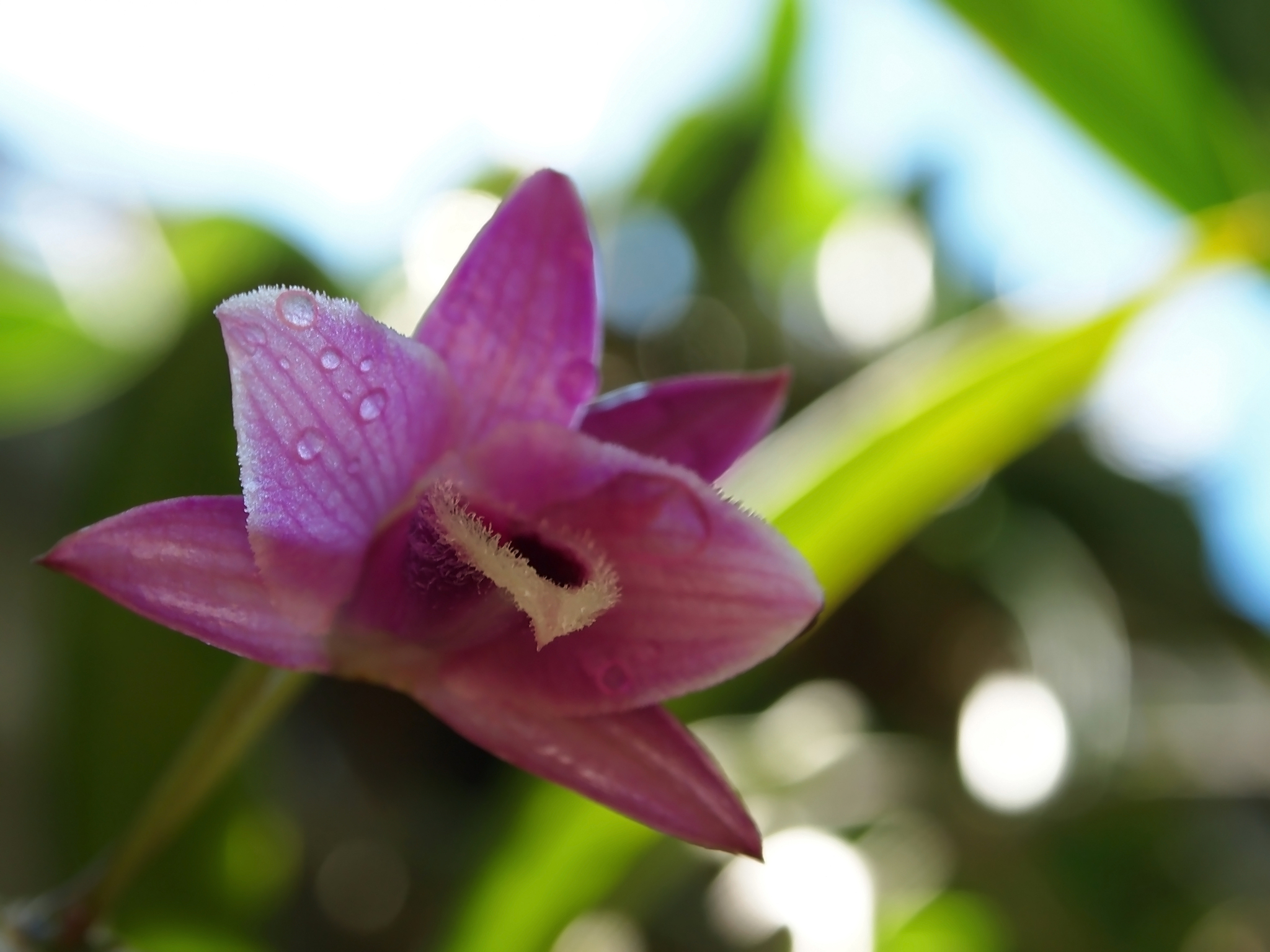 orchid