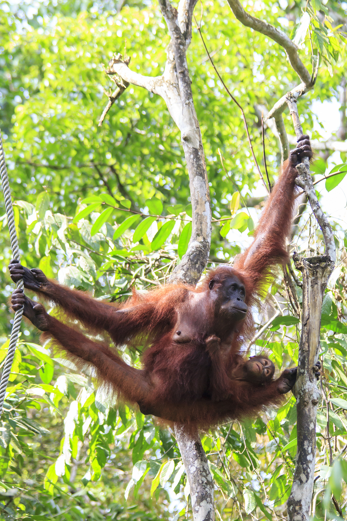mother and baby orangutans