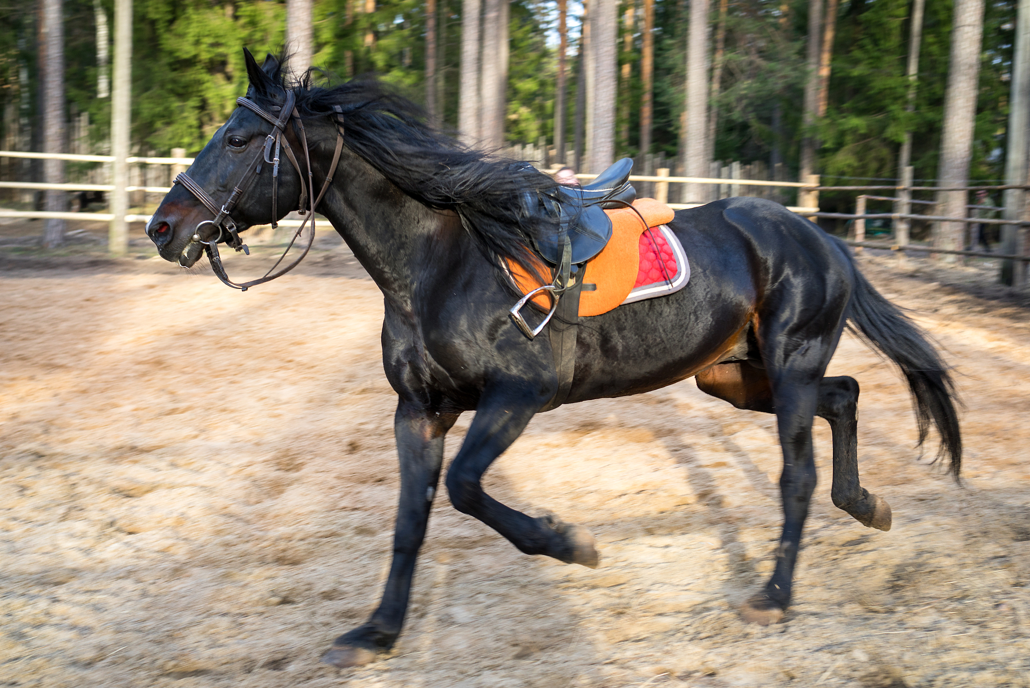 black horse