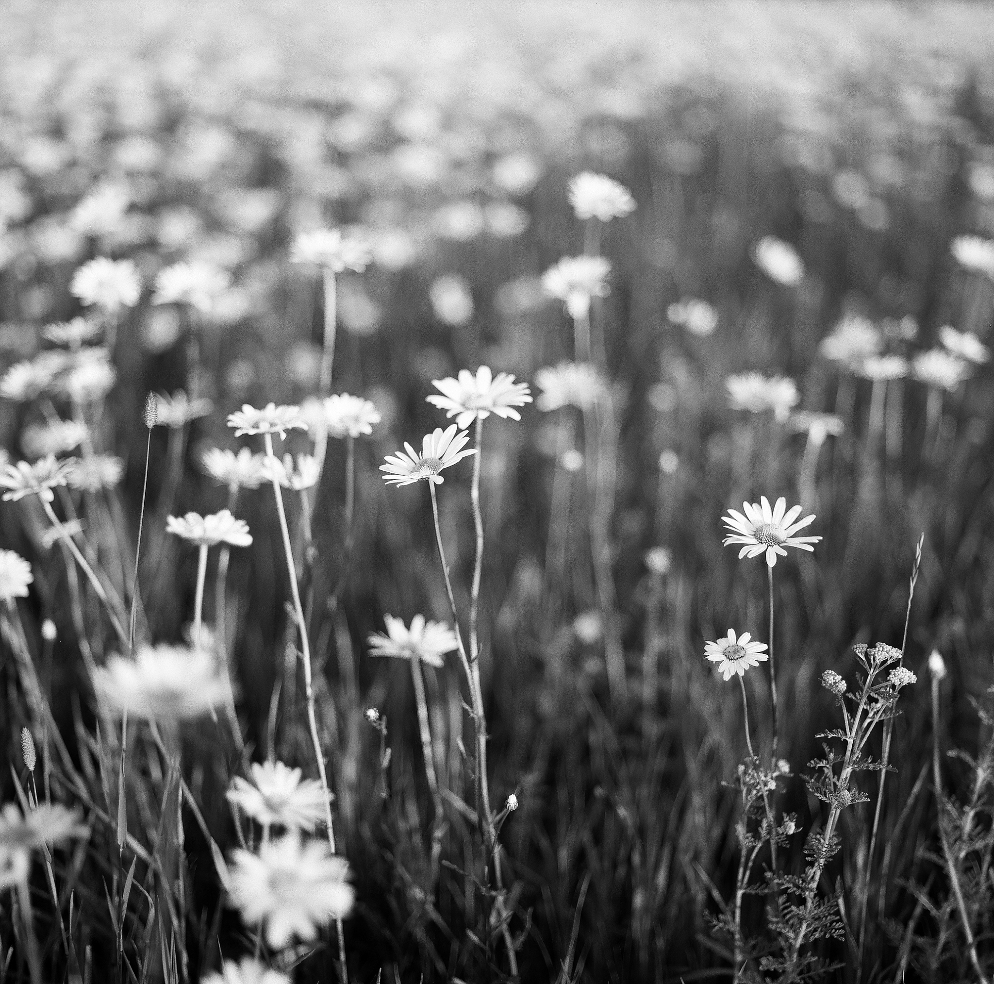 daisies