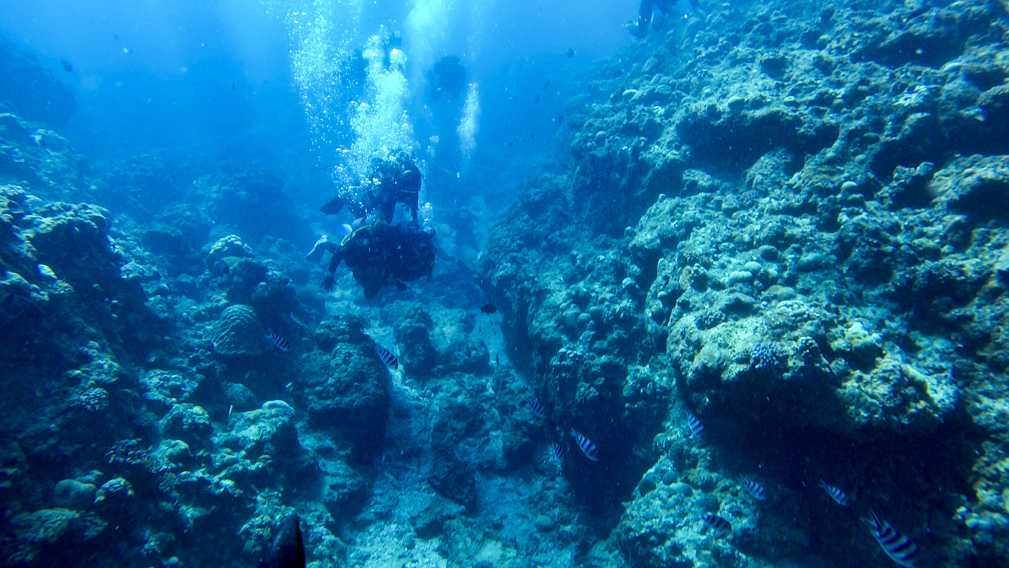 swimming in sea