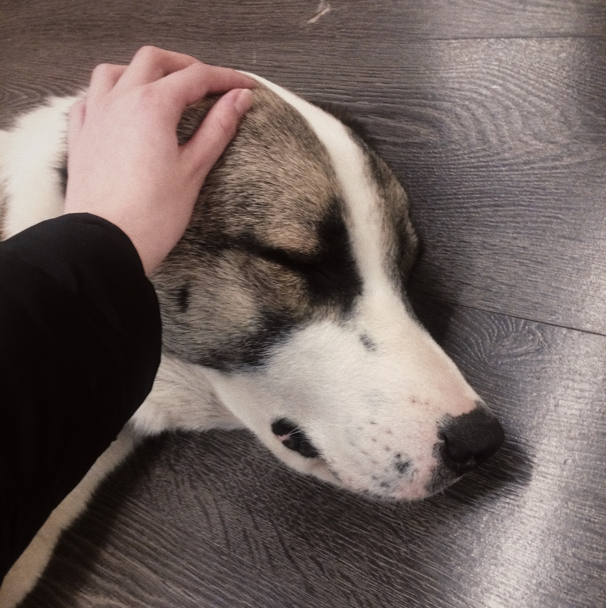 cropped hand touching sleeping dog on hardwood floor