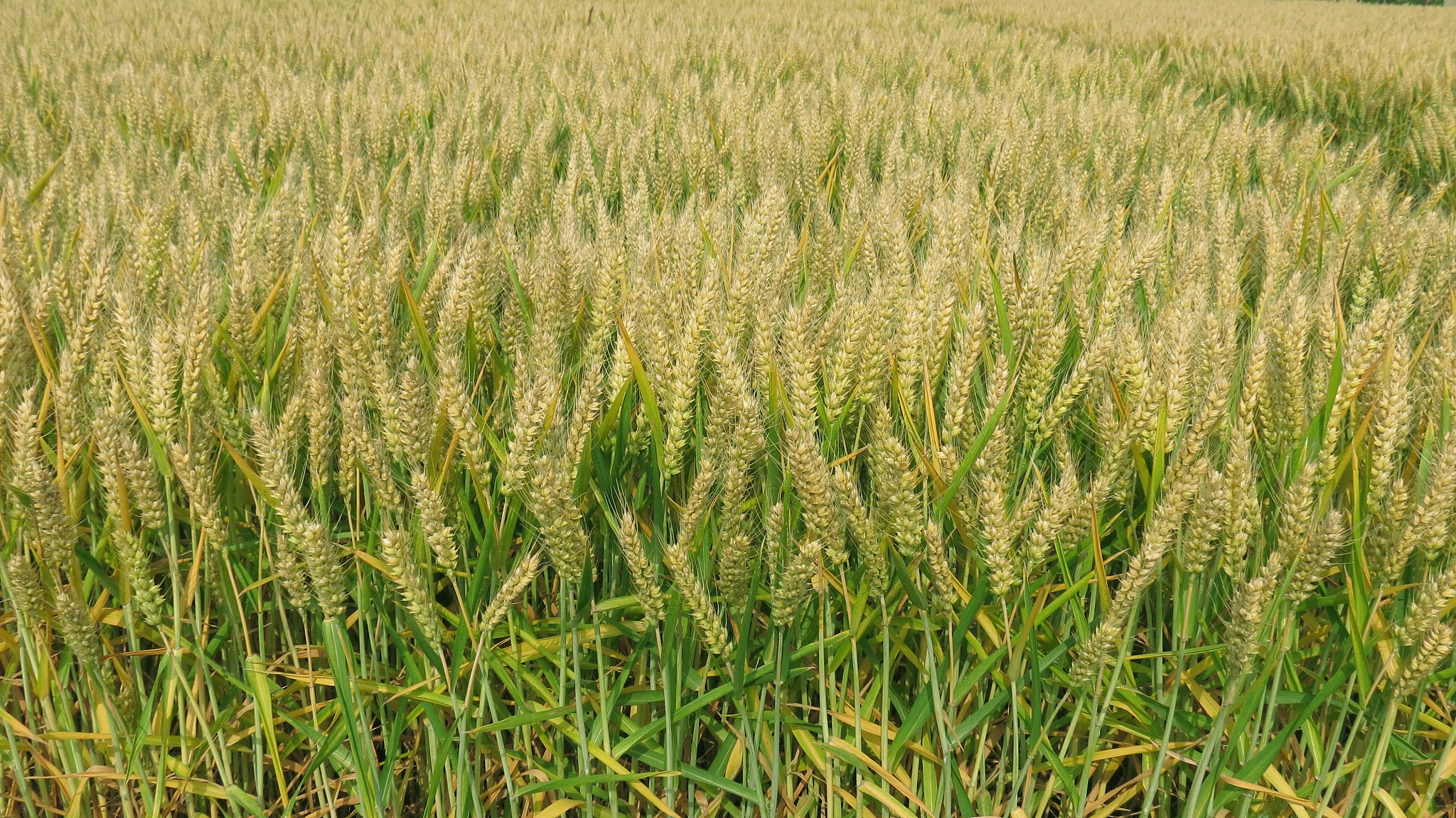 性状相似的小麦品种在胁迫条件下的表型差异研究