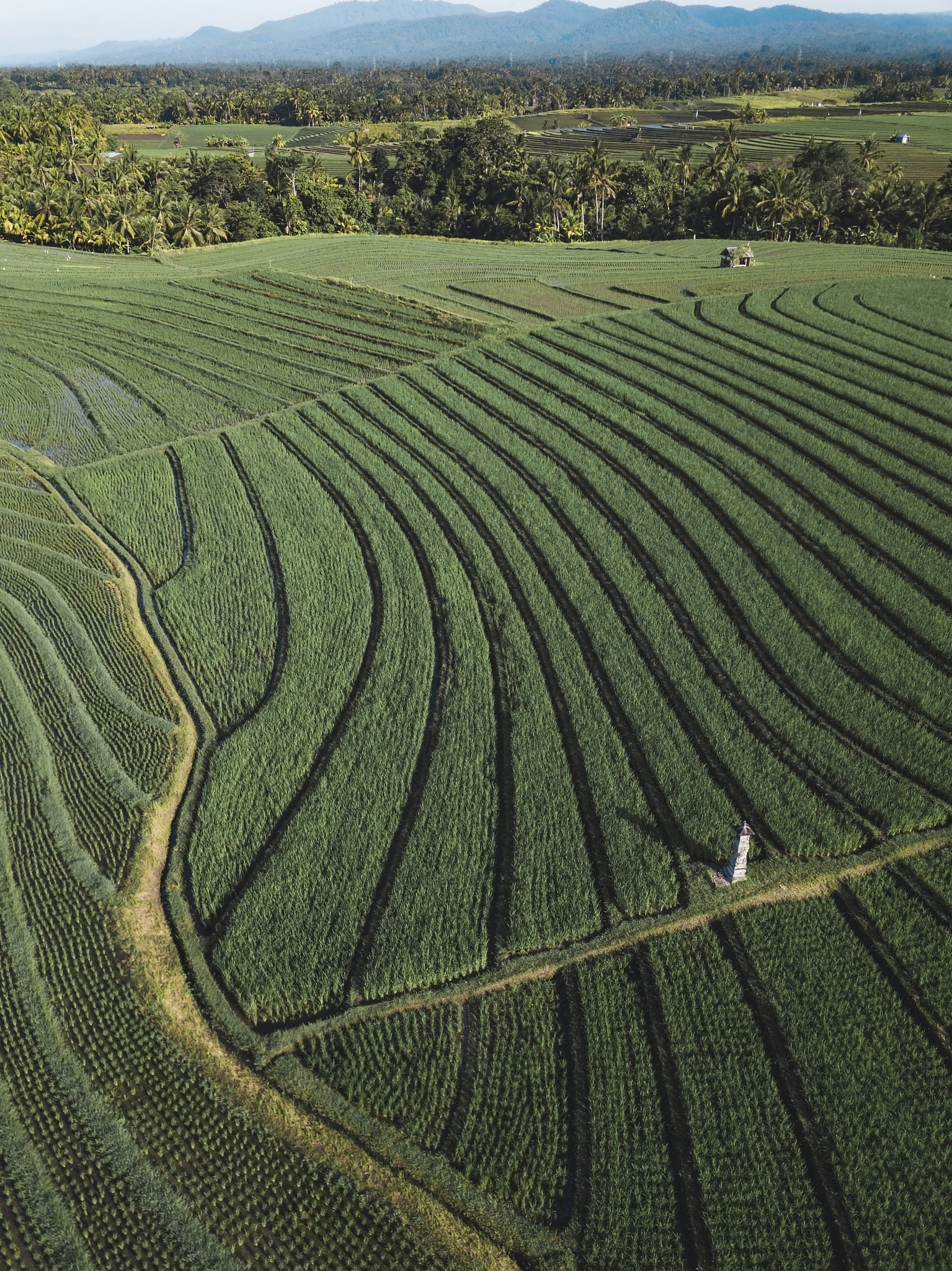 加州农业期刊《CALIFORNIA AGRICULTURE》：权威农业研究与实践指南