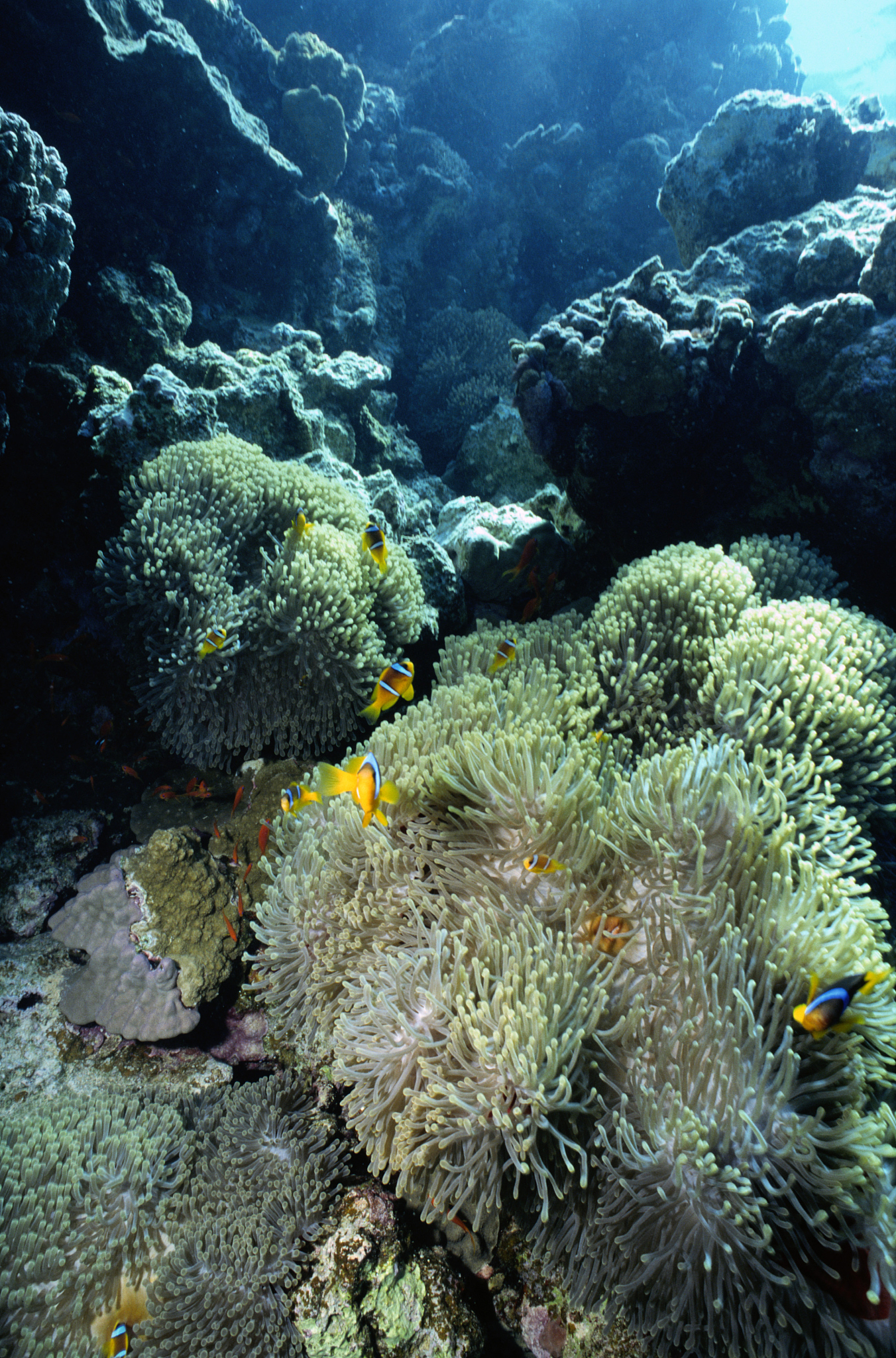 clown fish and sea anemones