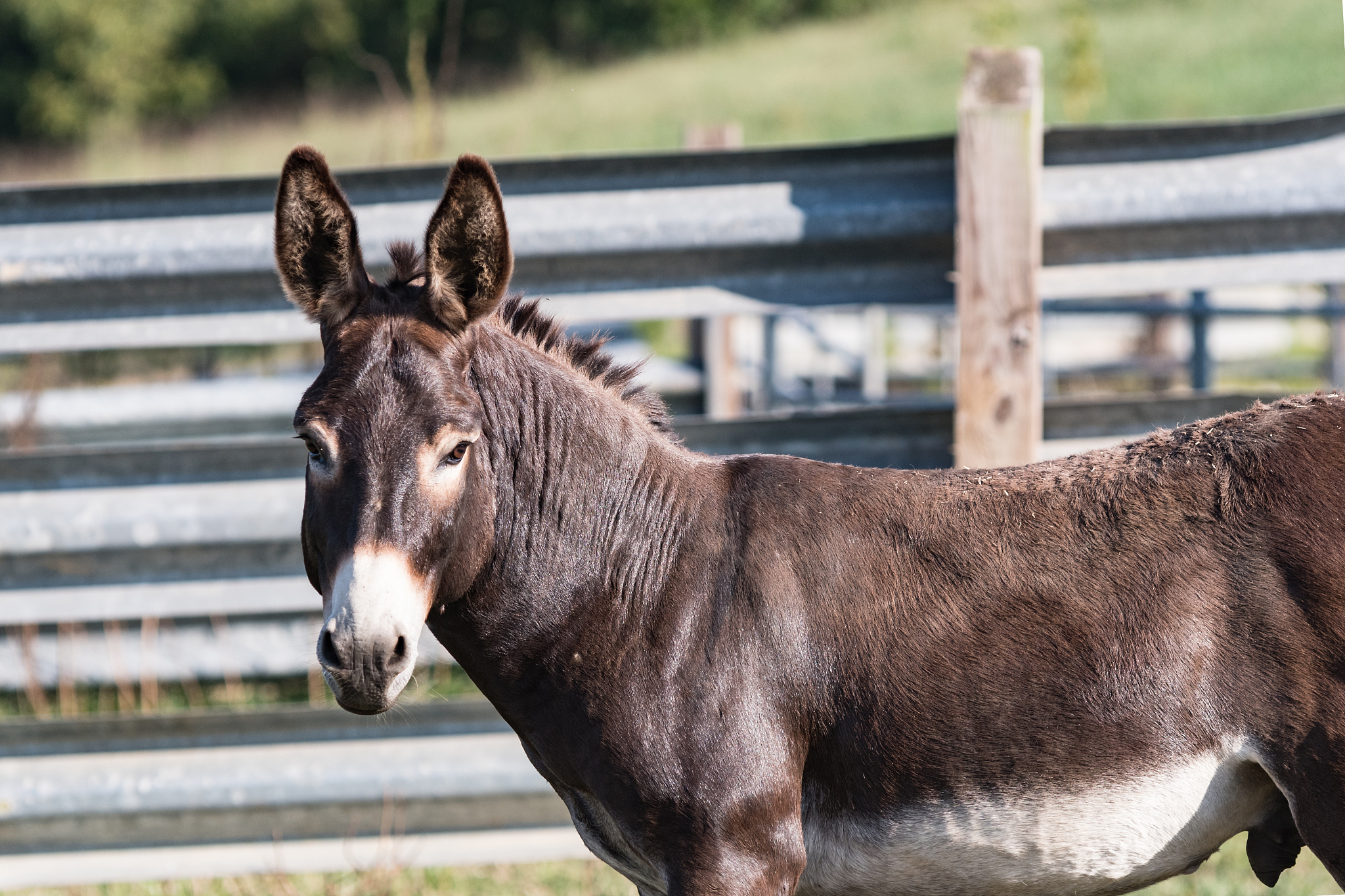 male jack donkey