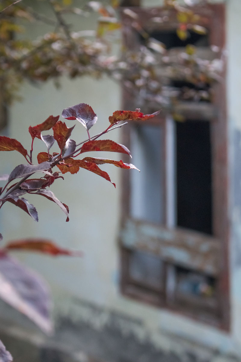 雨打花落残红去，楼心空对下雕栏：解析唐代诗歌意境