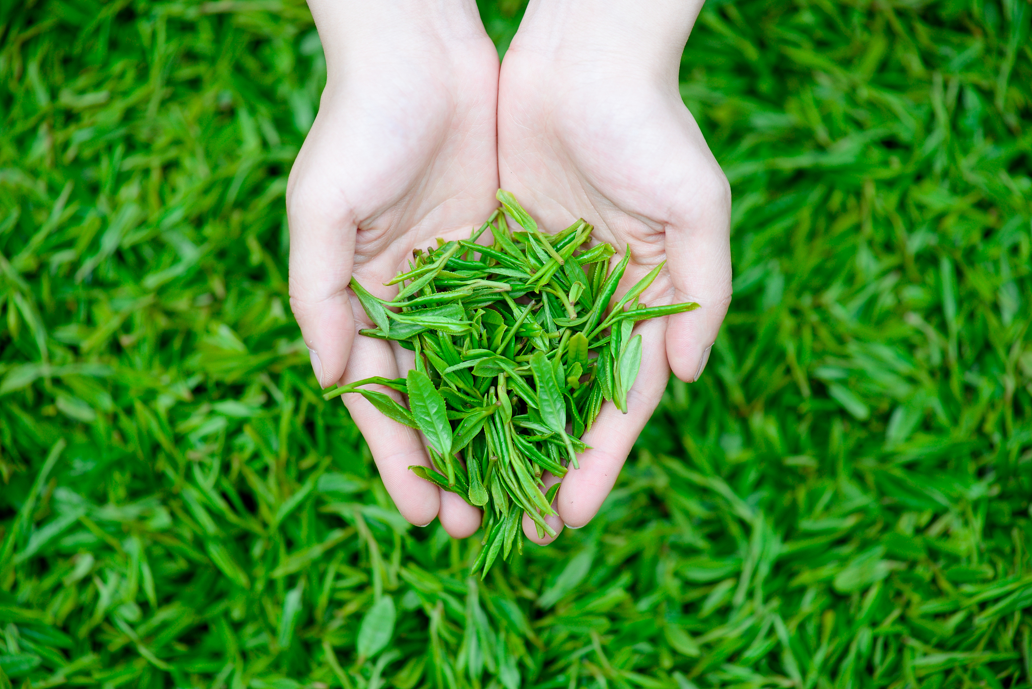 龙井茶是绿茶吗？探秘中国名茶的分类
