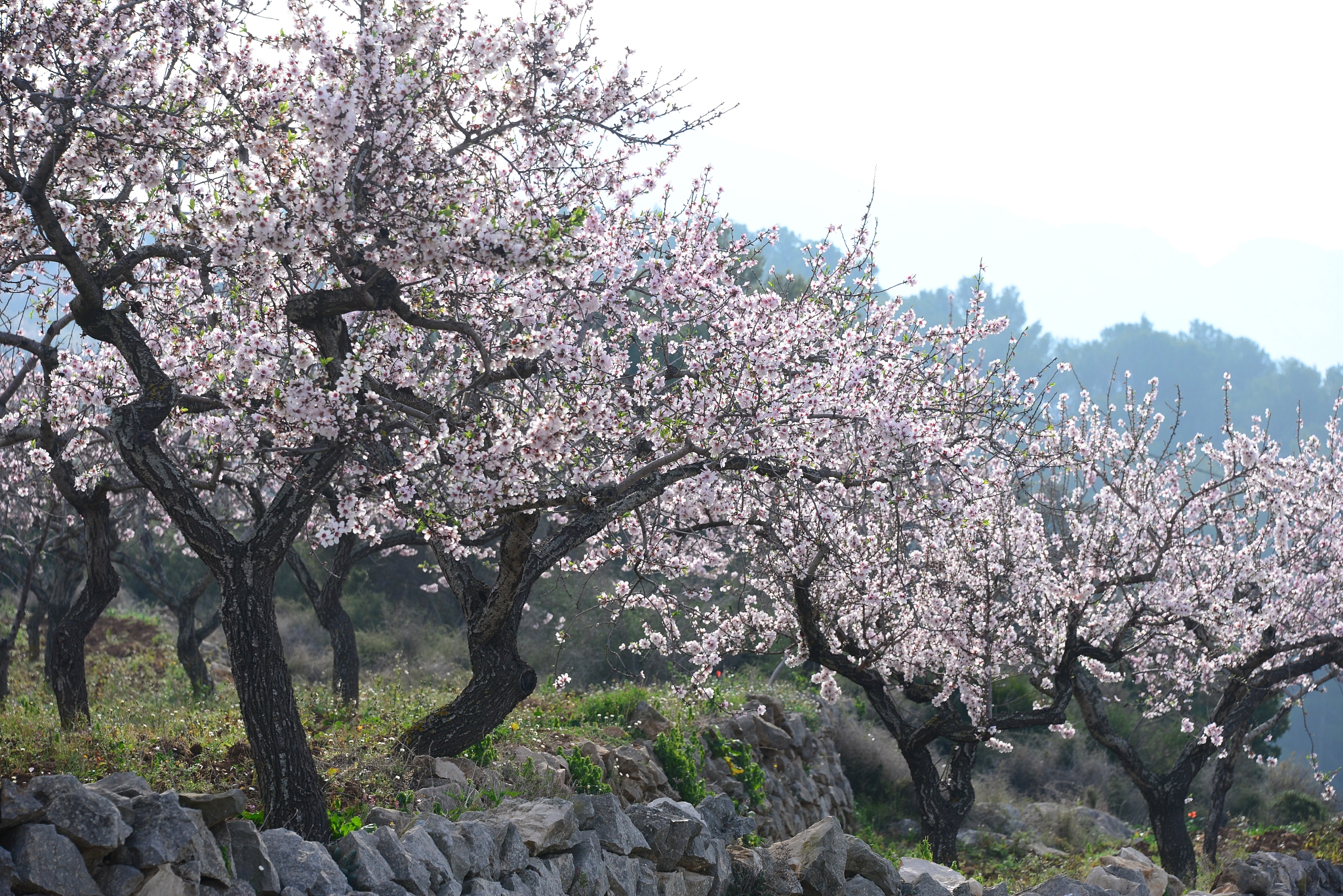 mandelblüte in spanien