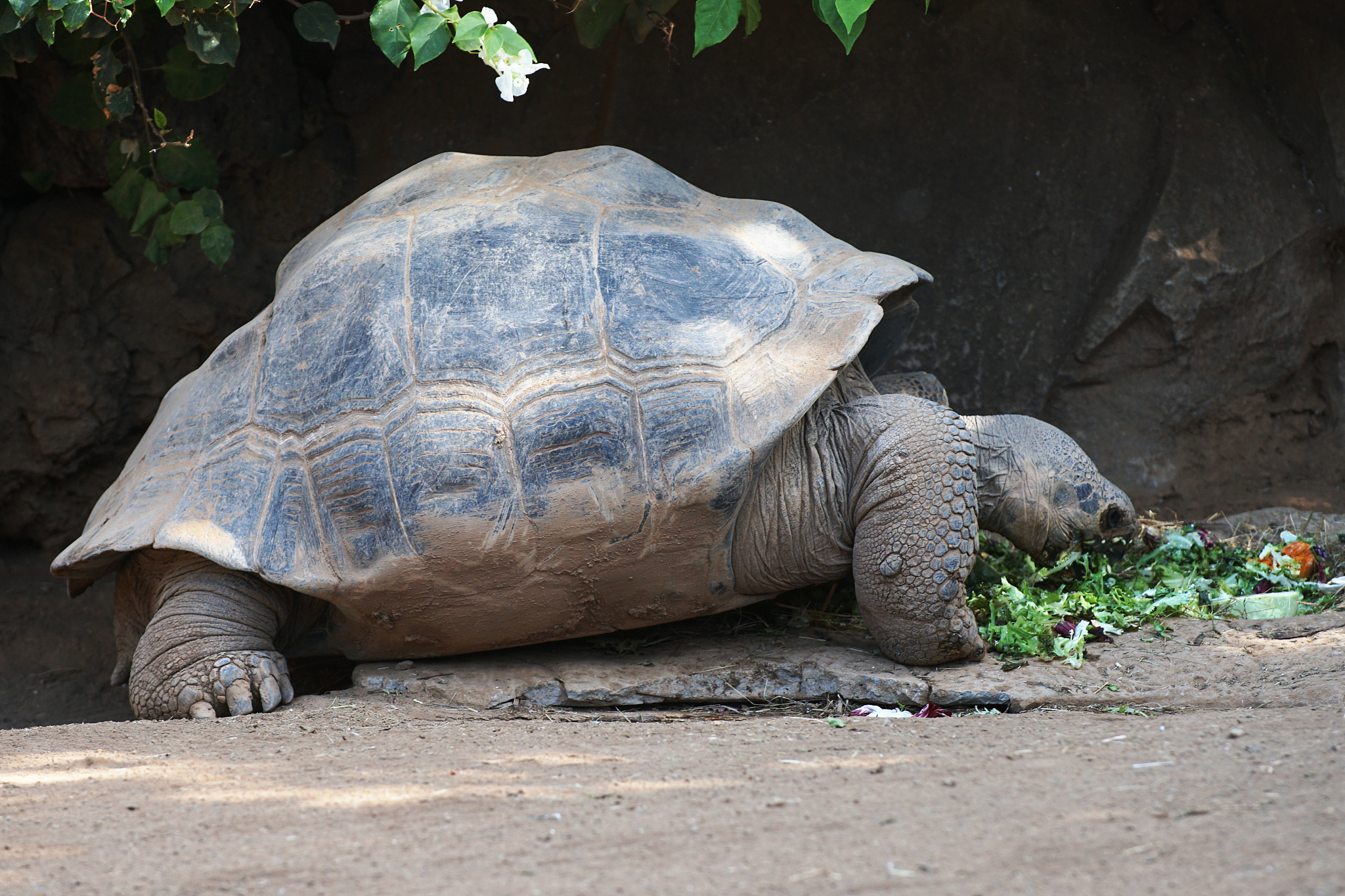 big turtle