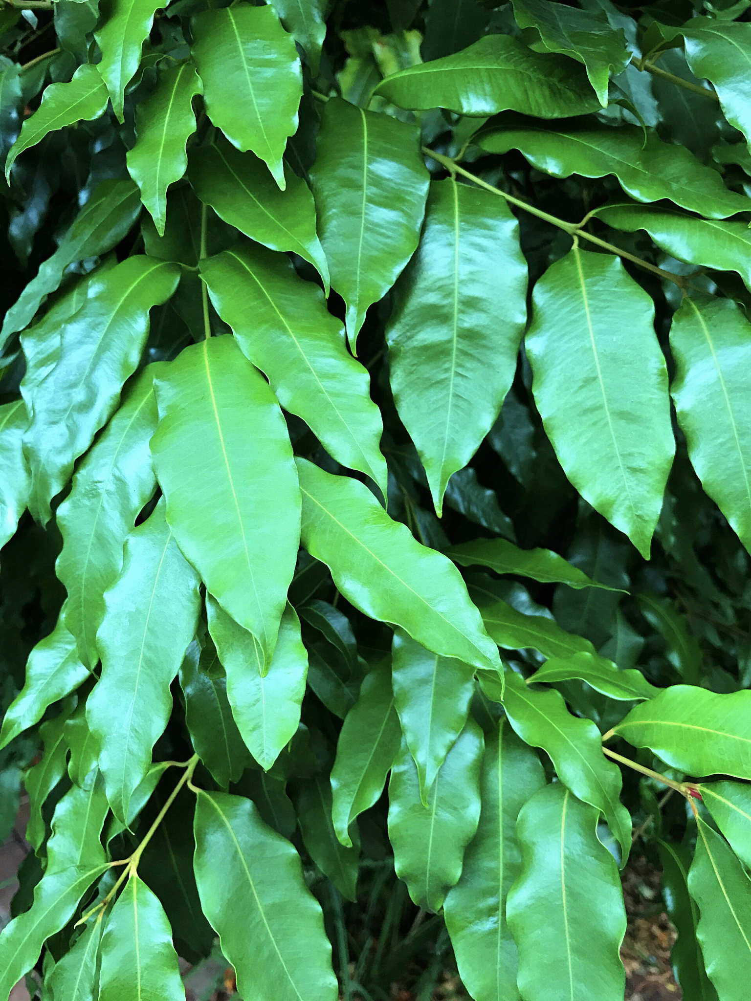 green leaves