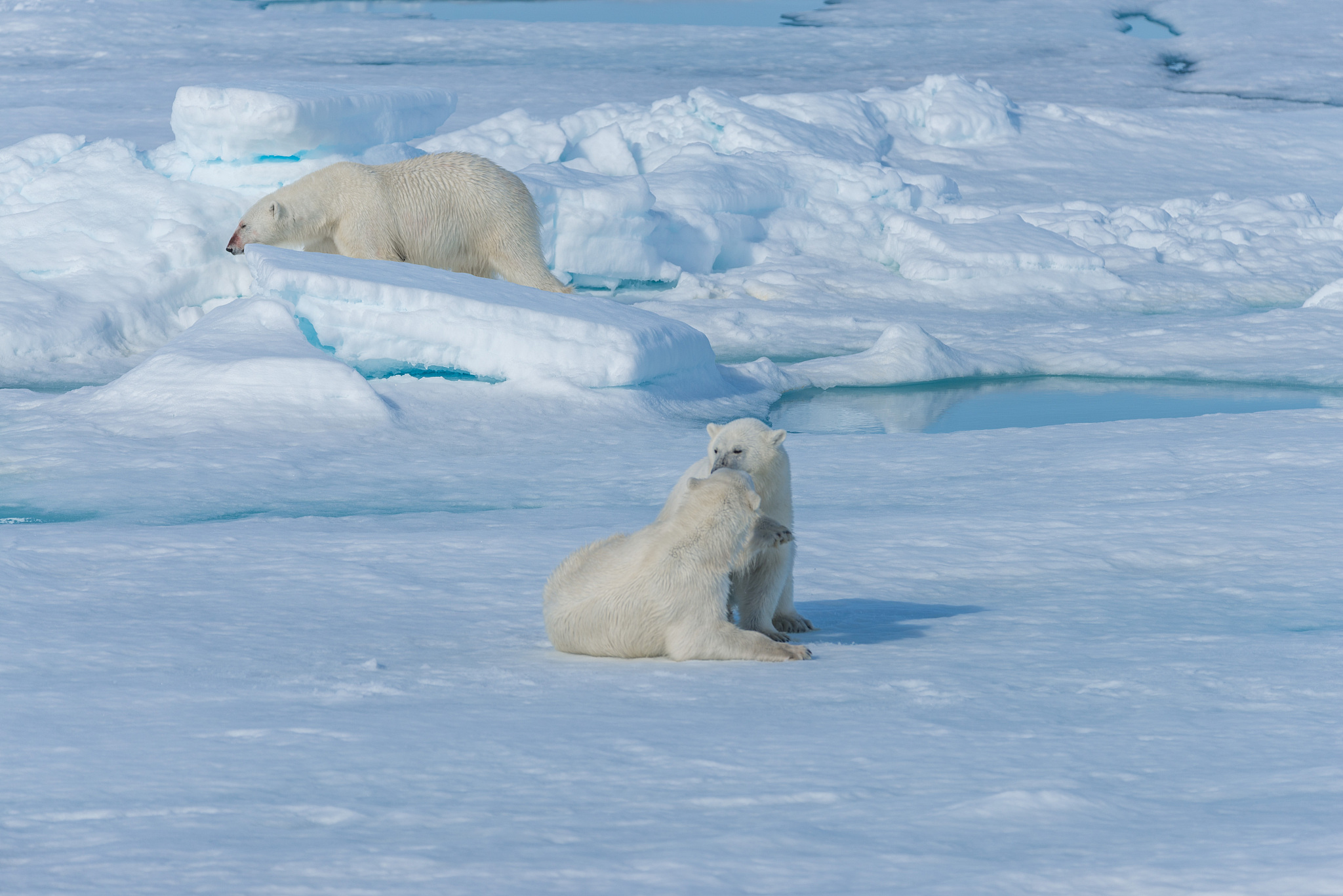 two young wild polar bear cubs playing on pack ice in arctic sea