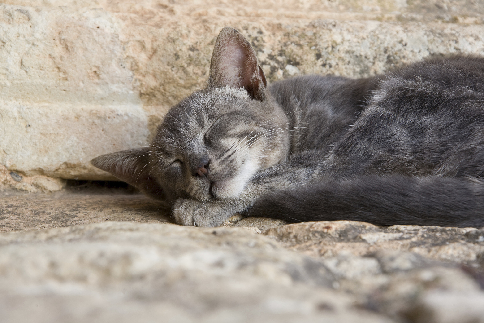 let sleeping cats lie