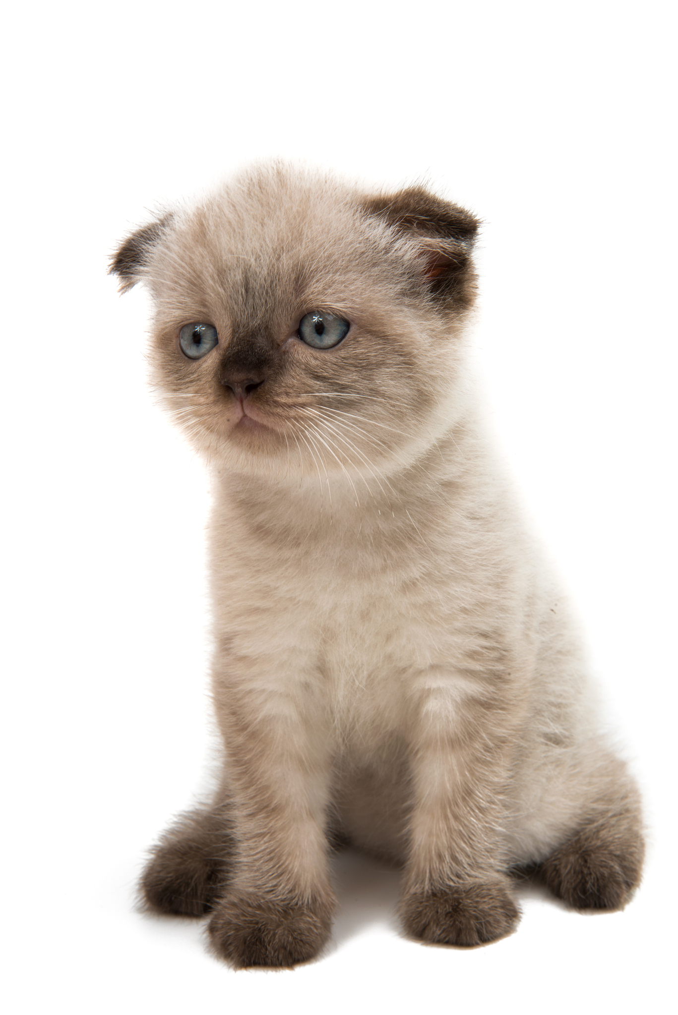 Вислоухий котенок