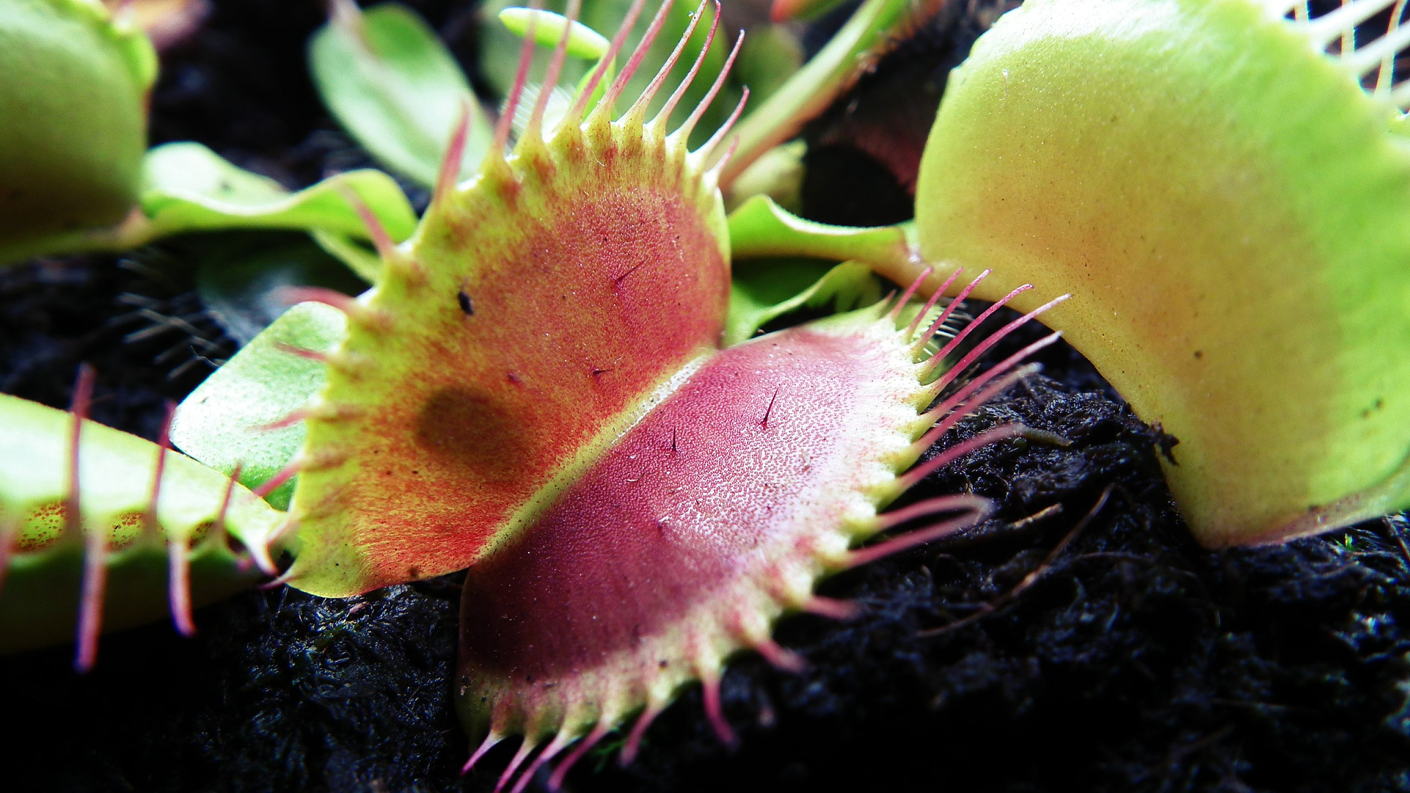 如果只考虑整株植物的形态大小世界上最大的食虫植物是什么？世界上最大的食虫植物是猪笼草属Nepenthes中的尼罗龙Nepenthes rajah它的茎长可达15米捕虫笼直径可达30厘米能够捕捉大型昆虫和小型哺乳动物。为什么不是盾籽穗叶藤盾籽穗叶藤属于茎缠绕型食虫植物虽然也很大但整株植物的形态大小不如猪笼草属中的尼罗龙。因此从整株植物的形态大小来看尼罗龙是世界上最大的食虫植物。盾籽穗叶藤的藤蔓最长能