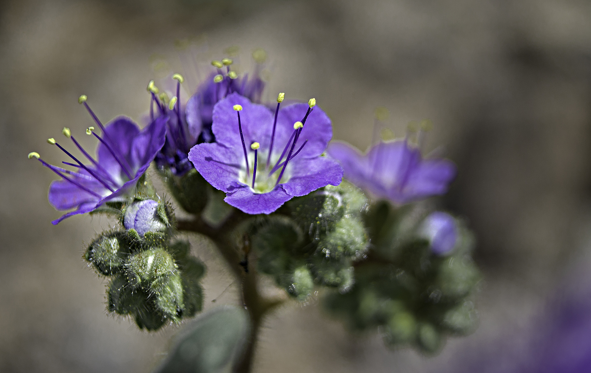 scorpionweed flower