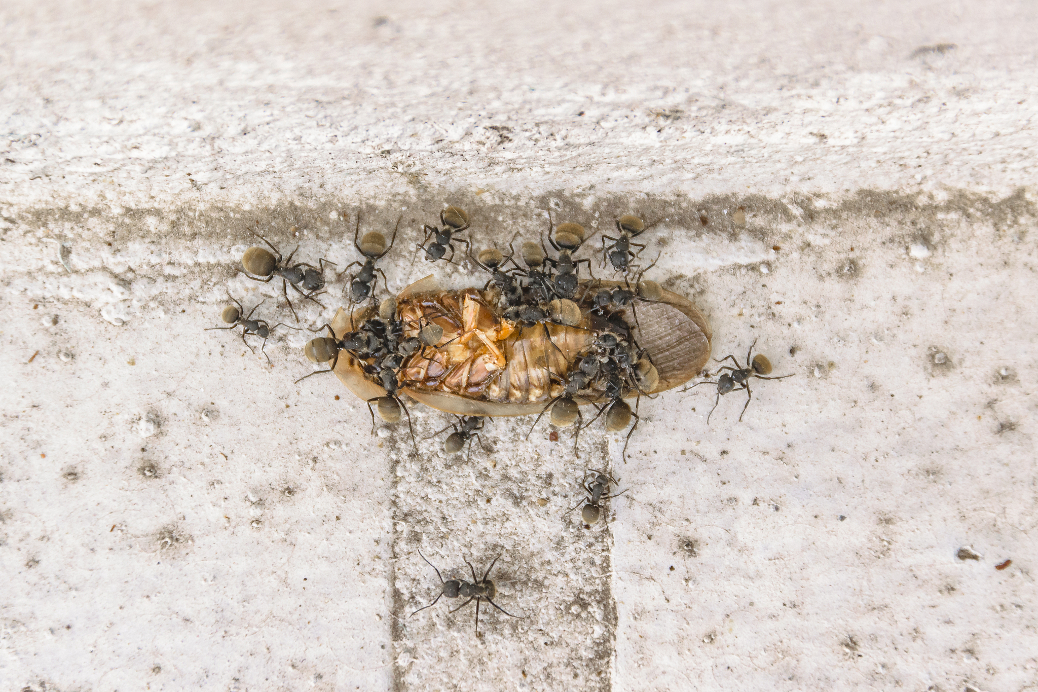 ants eating cockroach at outdoor ground