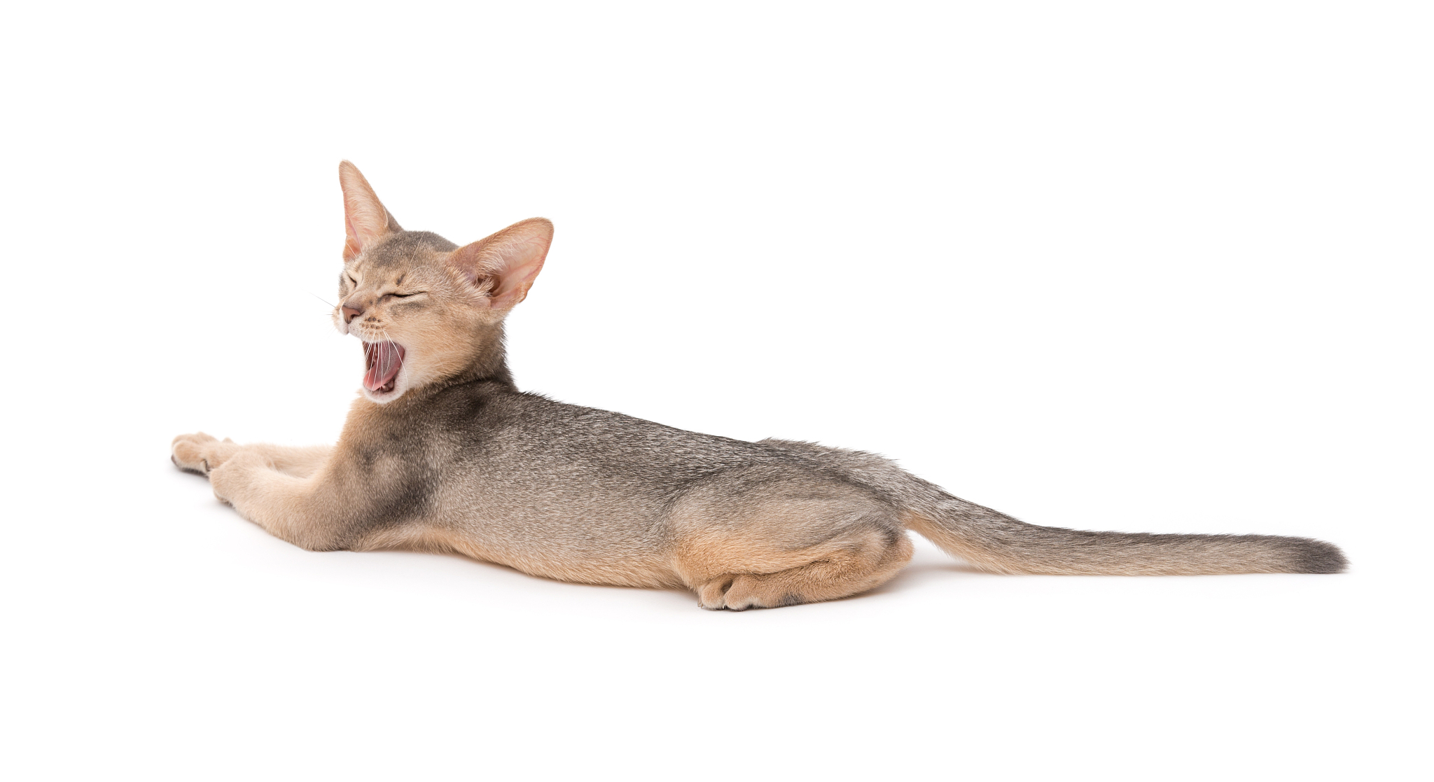 abyssinian kitten