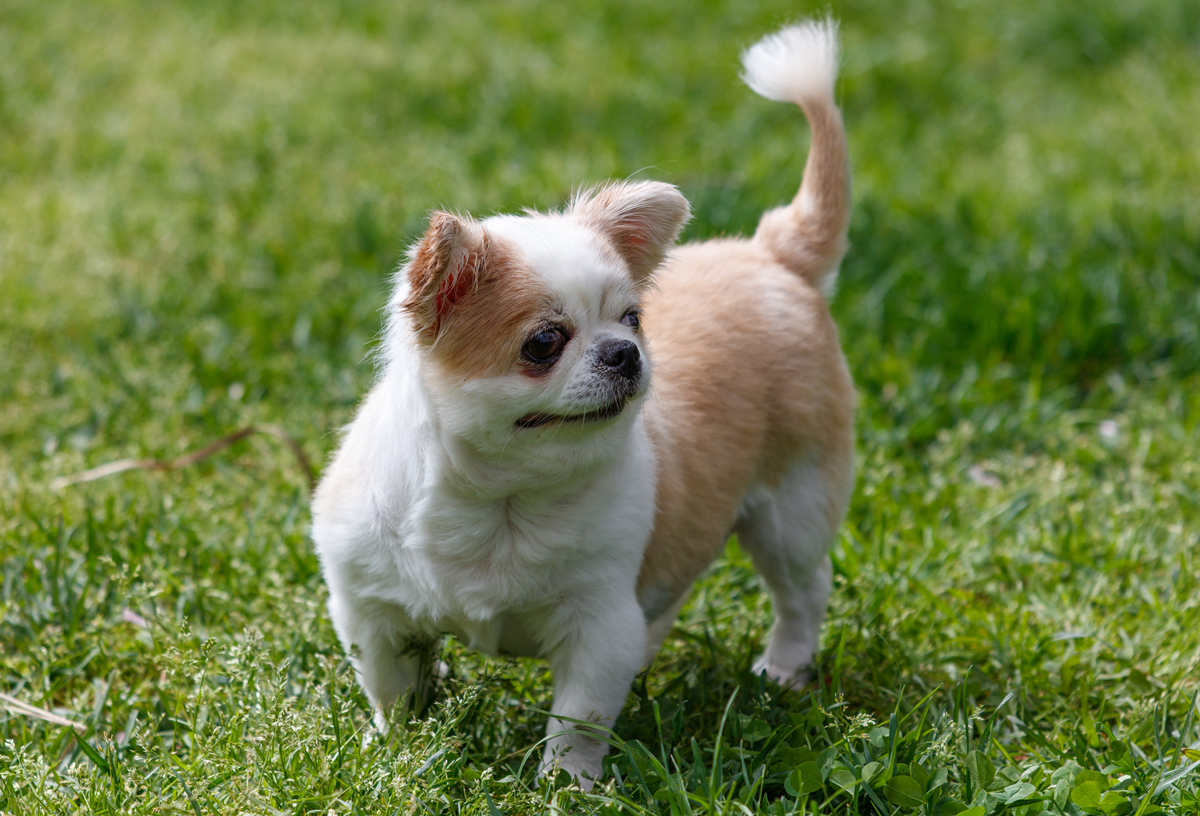 🐶狗狗品种大揭秘：探寻萌宠个性，找到最合拍的伙伴！