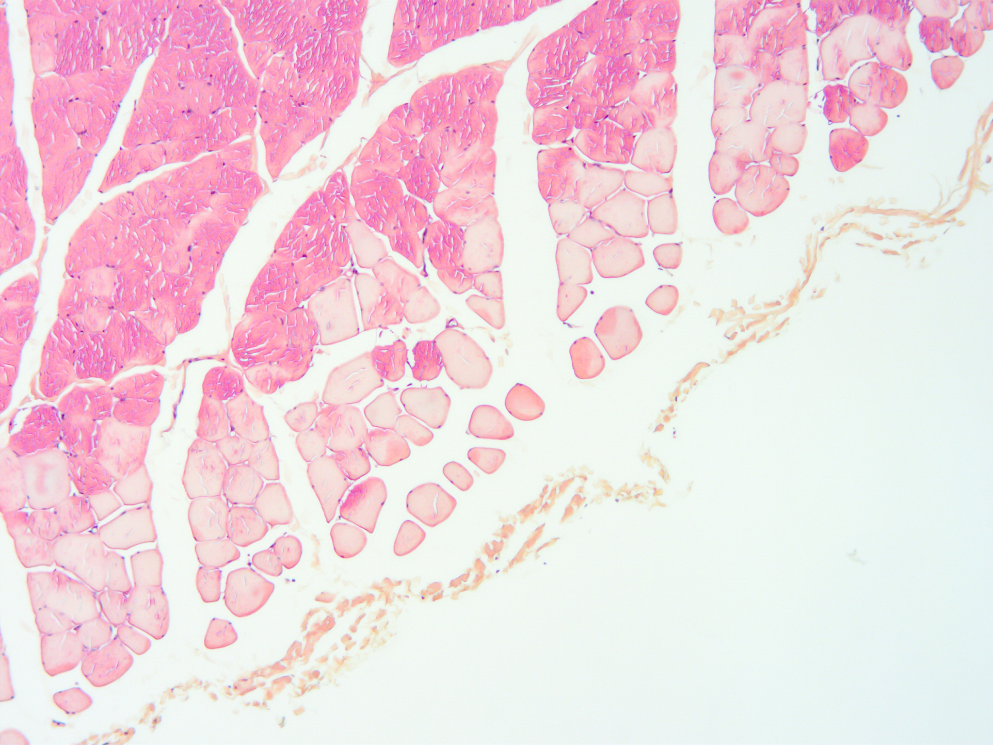 高度分化的细胞类型及功能 - 神经细胞、肌细胞、上皮细胞等