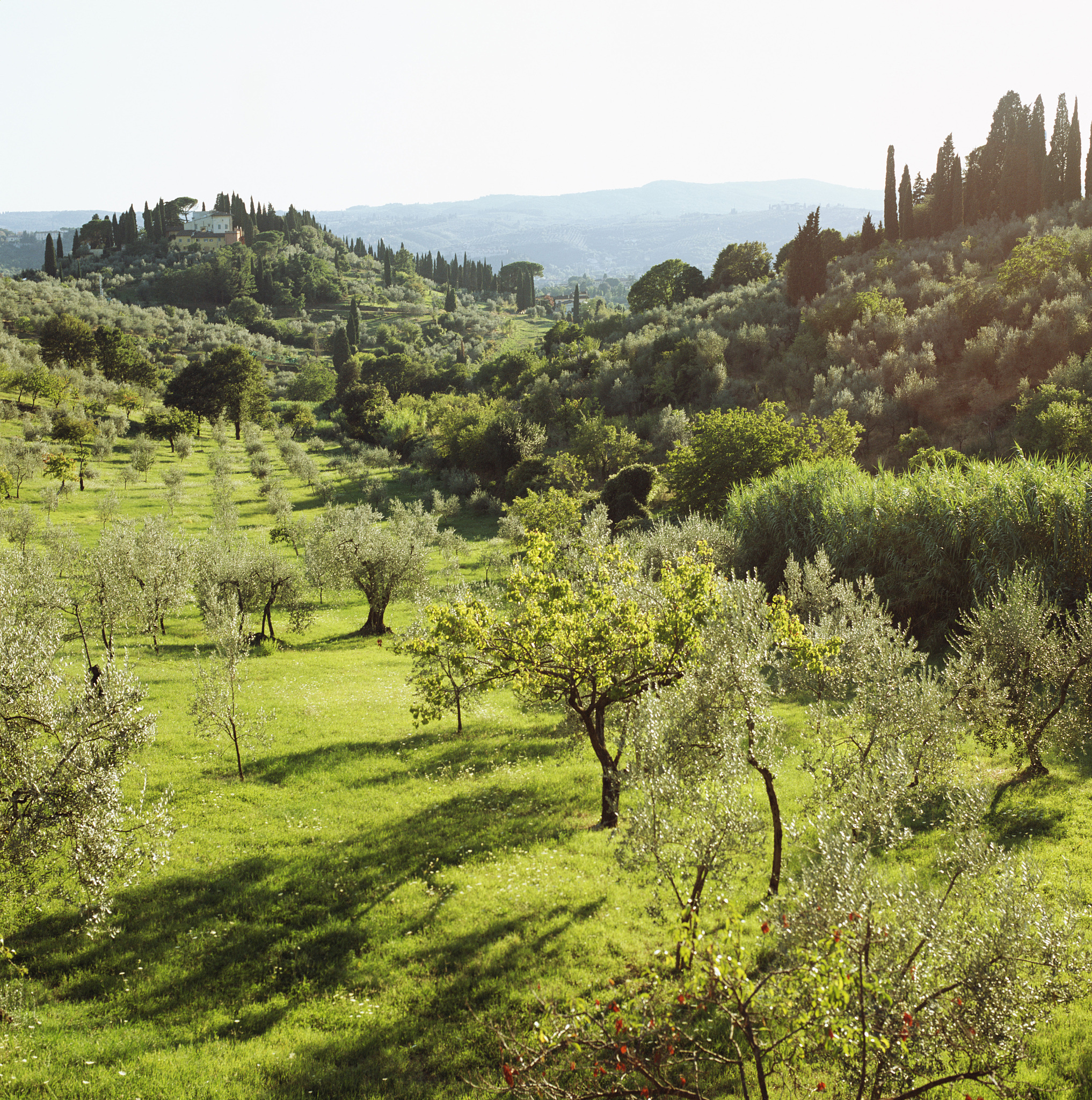 山村果树遍布，风景如画