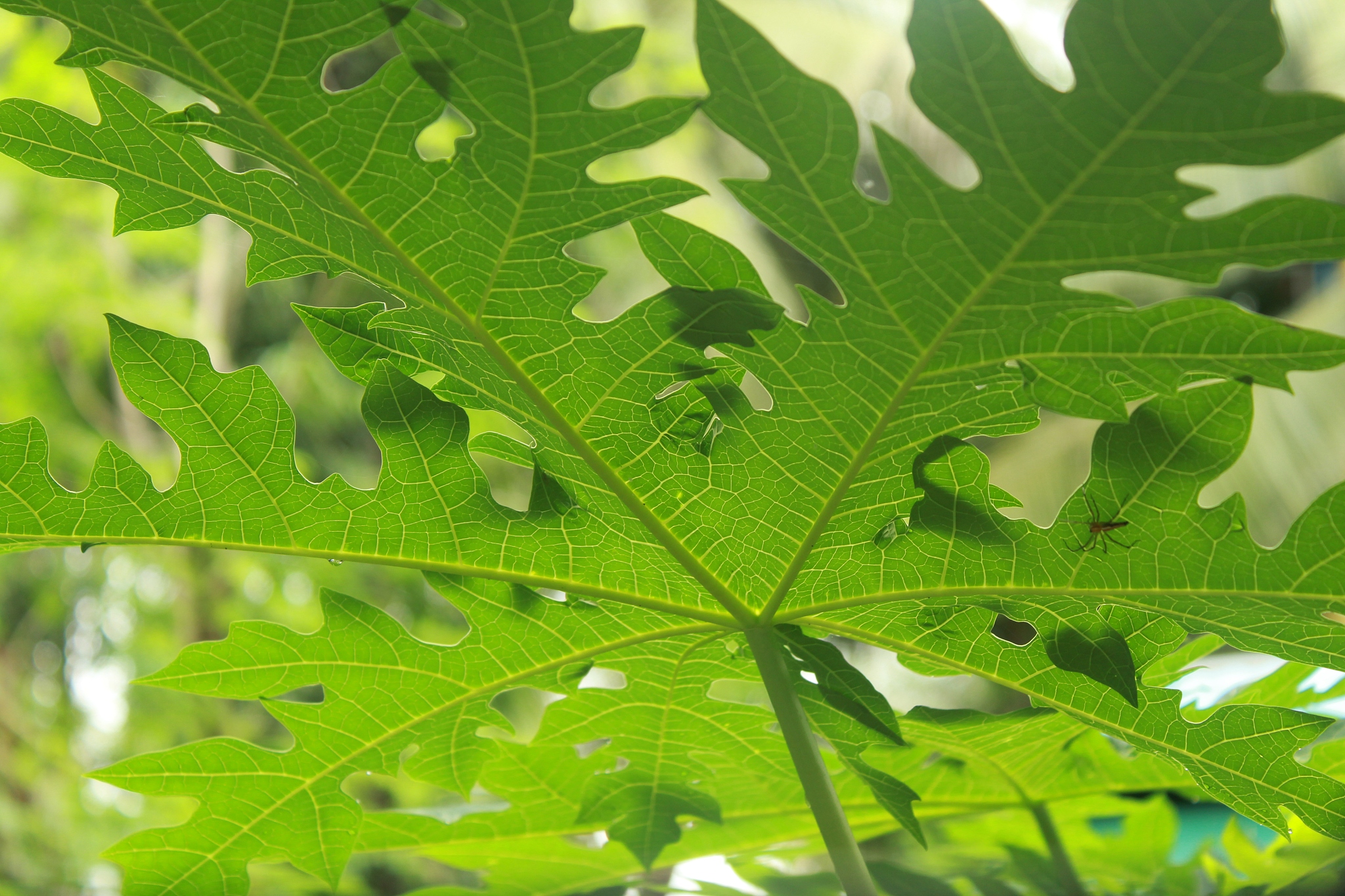 textures of leaves