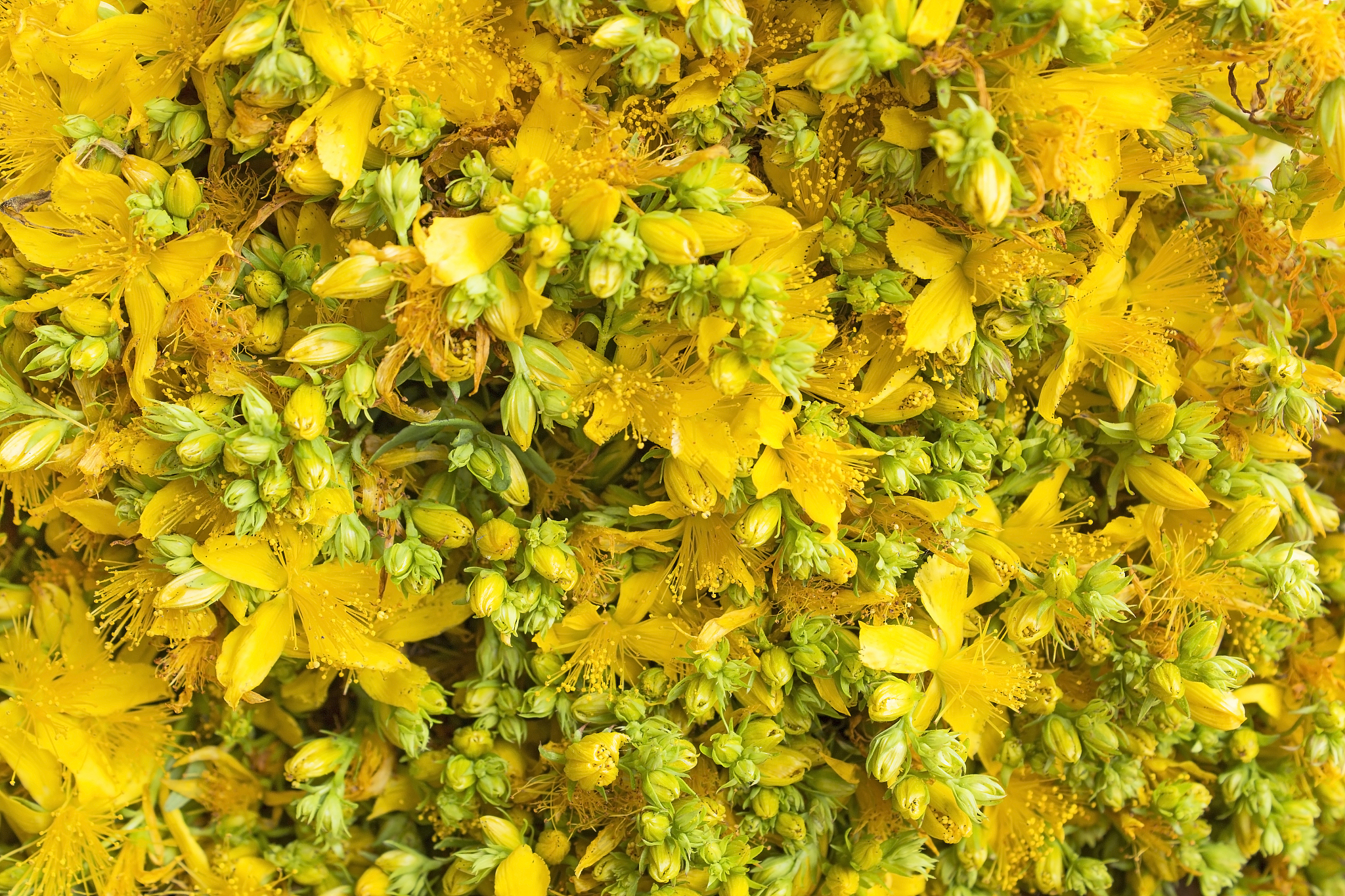 st. john's wort flowers close up