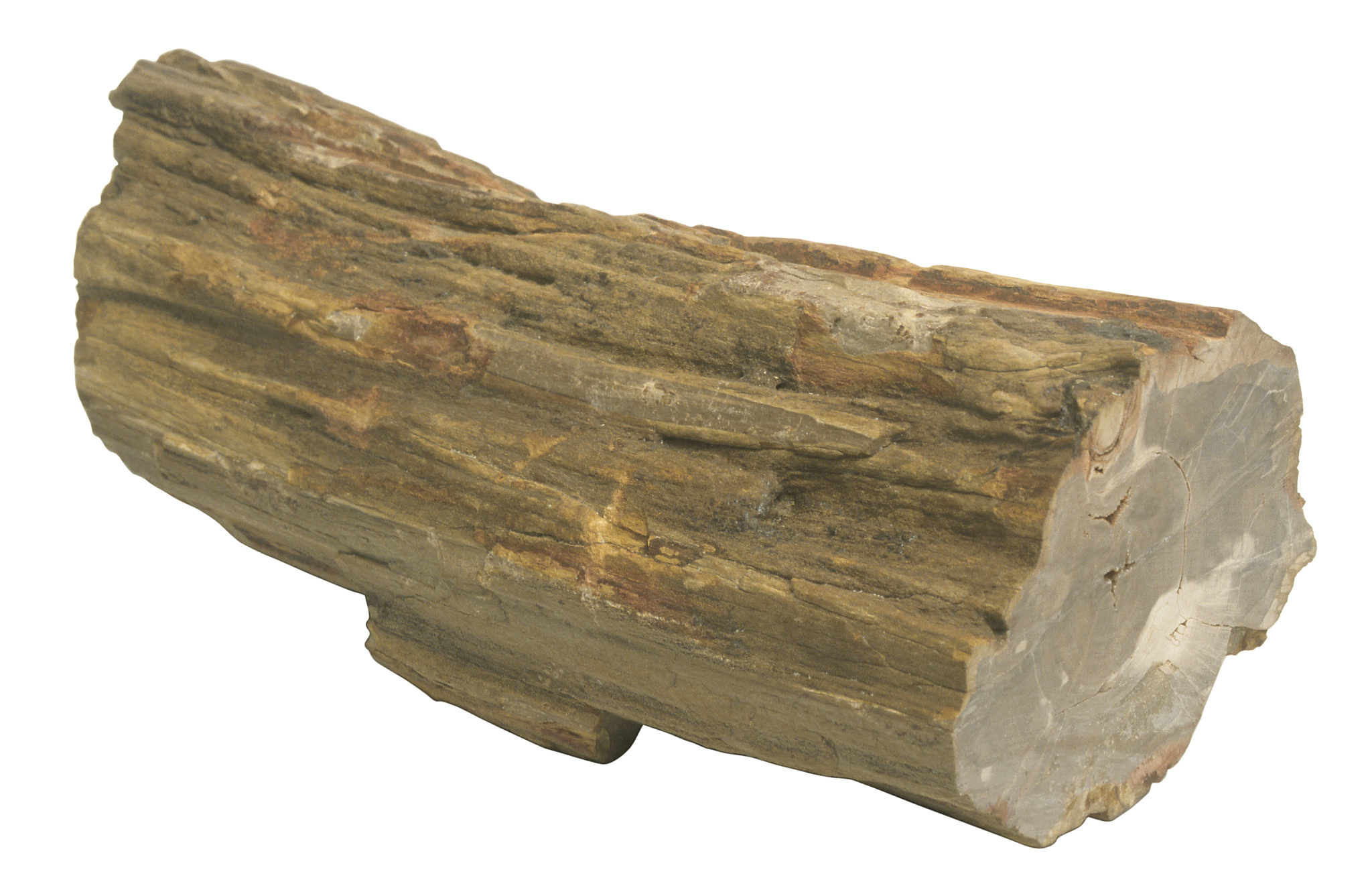 黑壳楠和金丝楠那个贵？