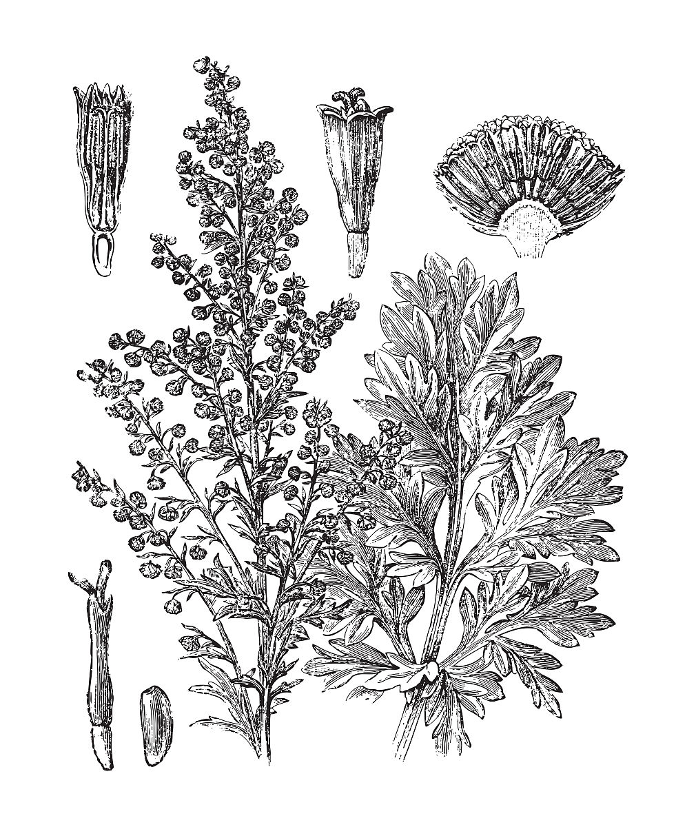 阐述艾草企业的品牌理念500字