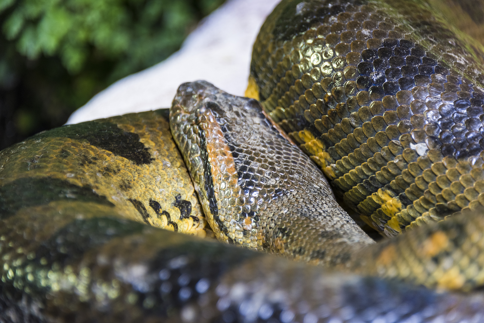 Anaconda PackagesNotFoundError: 'model' Package Not Found