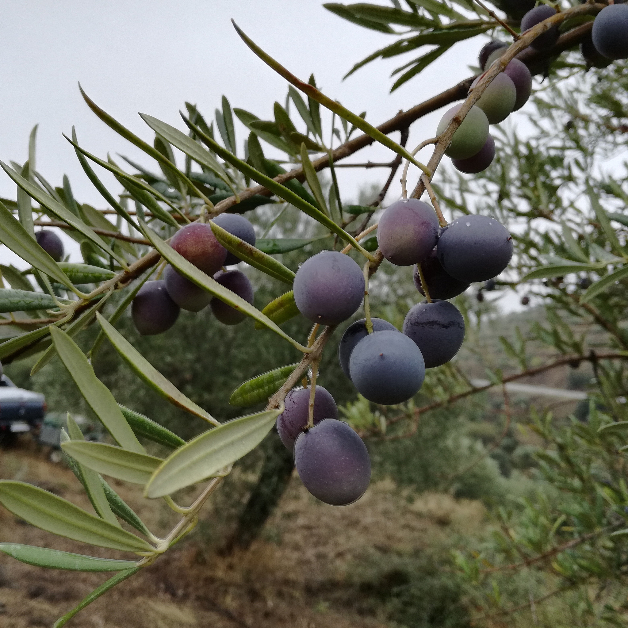 西南民族大学中药学彝药专业招生