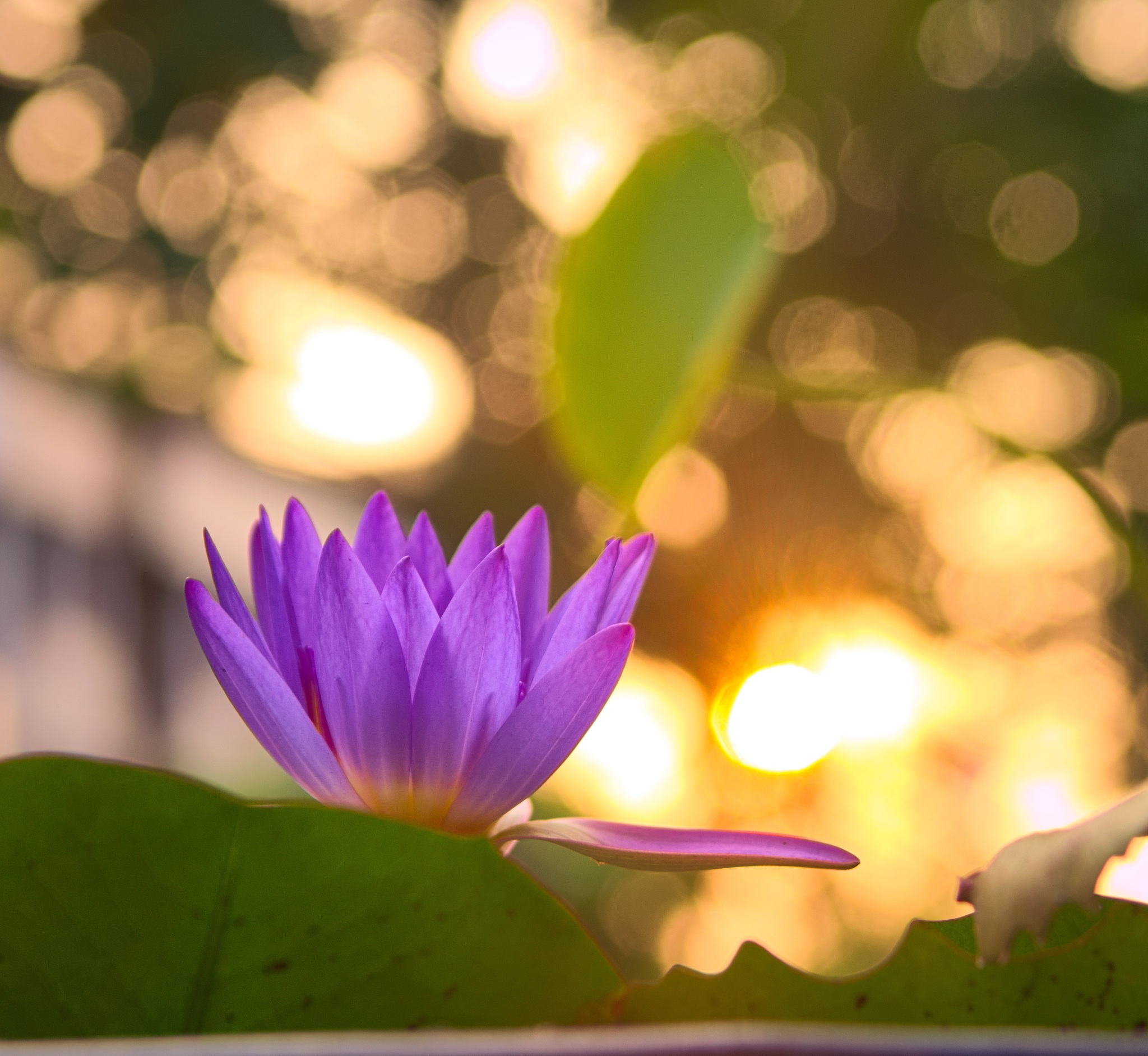 佛陀下一句：一盏心灯，照亮解脱之路