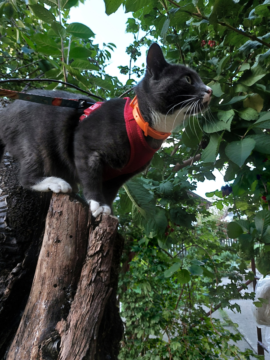 猫拉出的白色虫子可能是绦虫或蛔虫等寄生虫