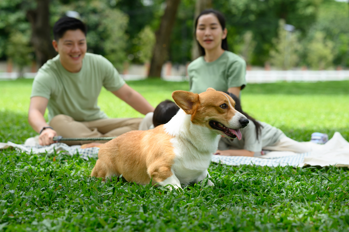 1200字关于了解宠物的习性和喜好