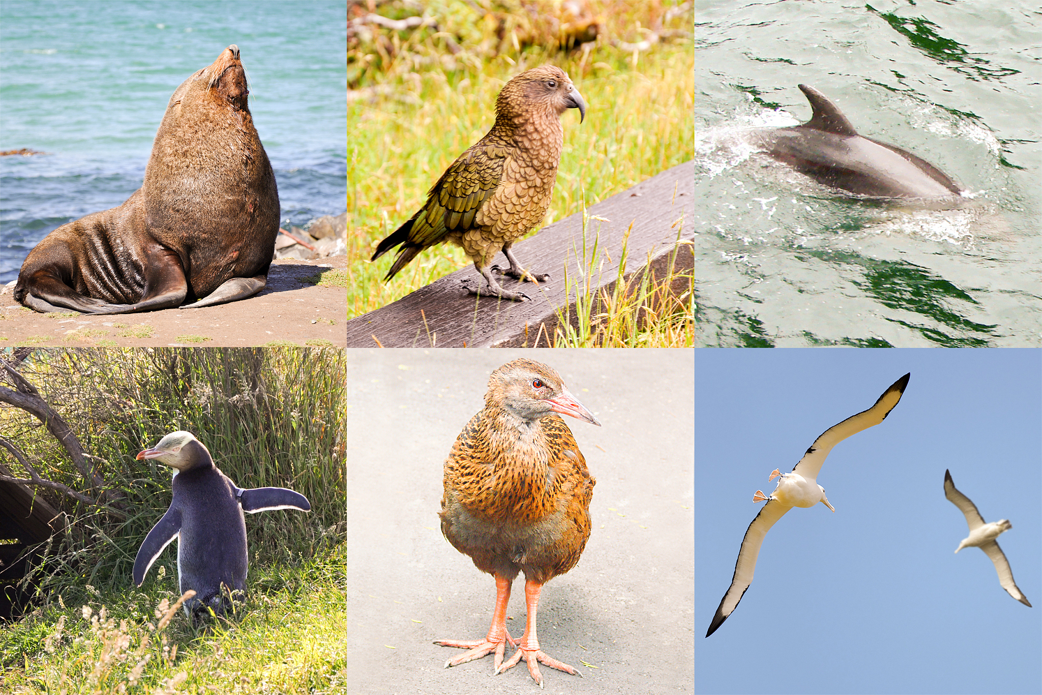 new zealand wild fauna collage
