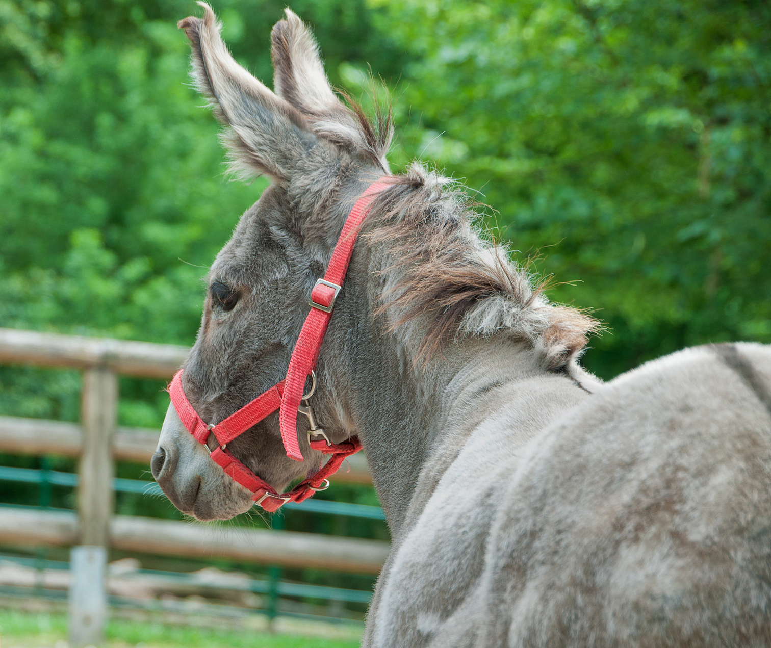 donkey