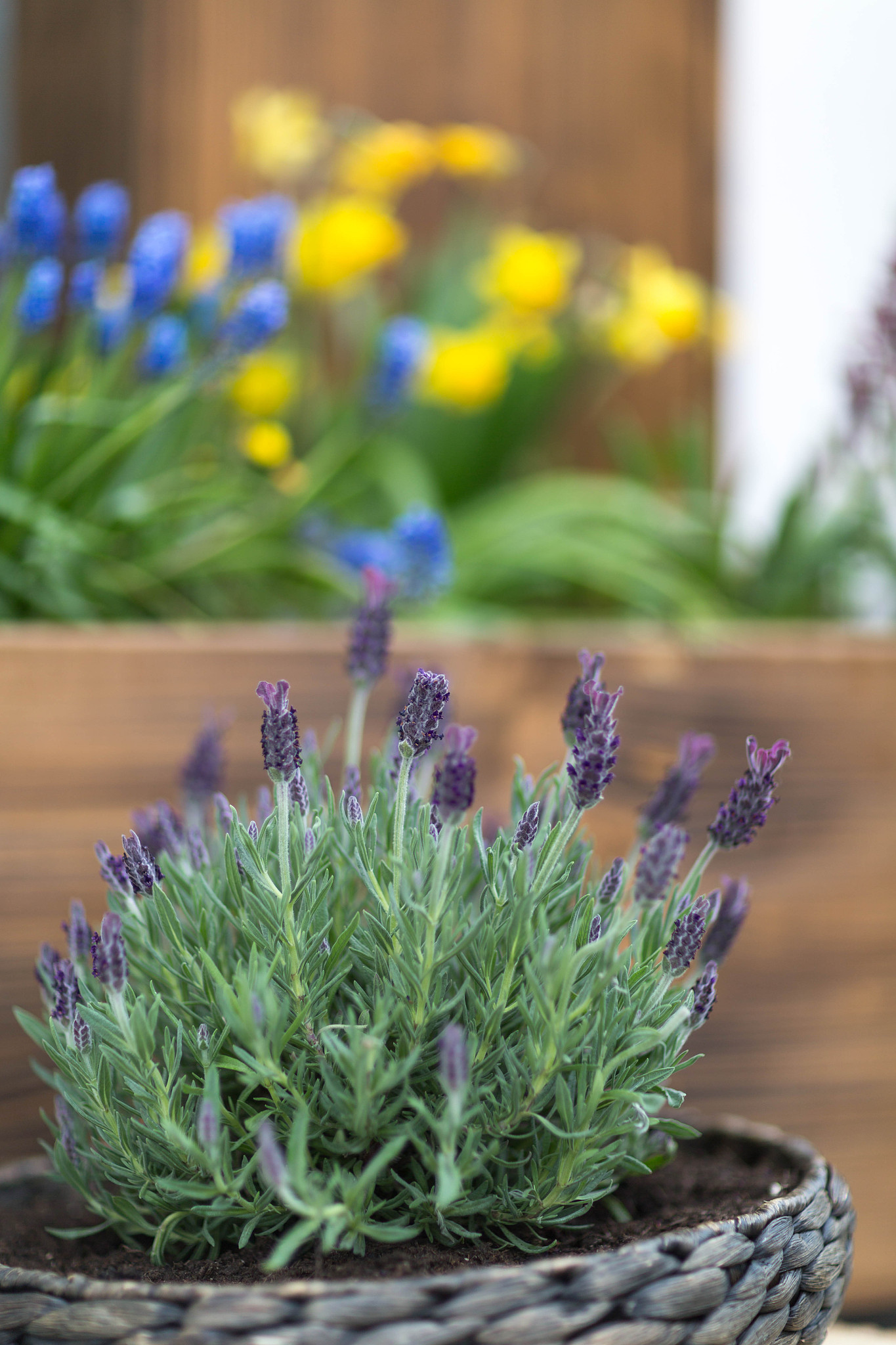 驱蚊植物大全：40种有效防蚊虫的花草绿植推荐