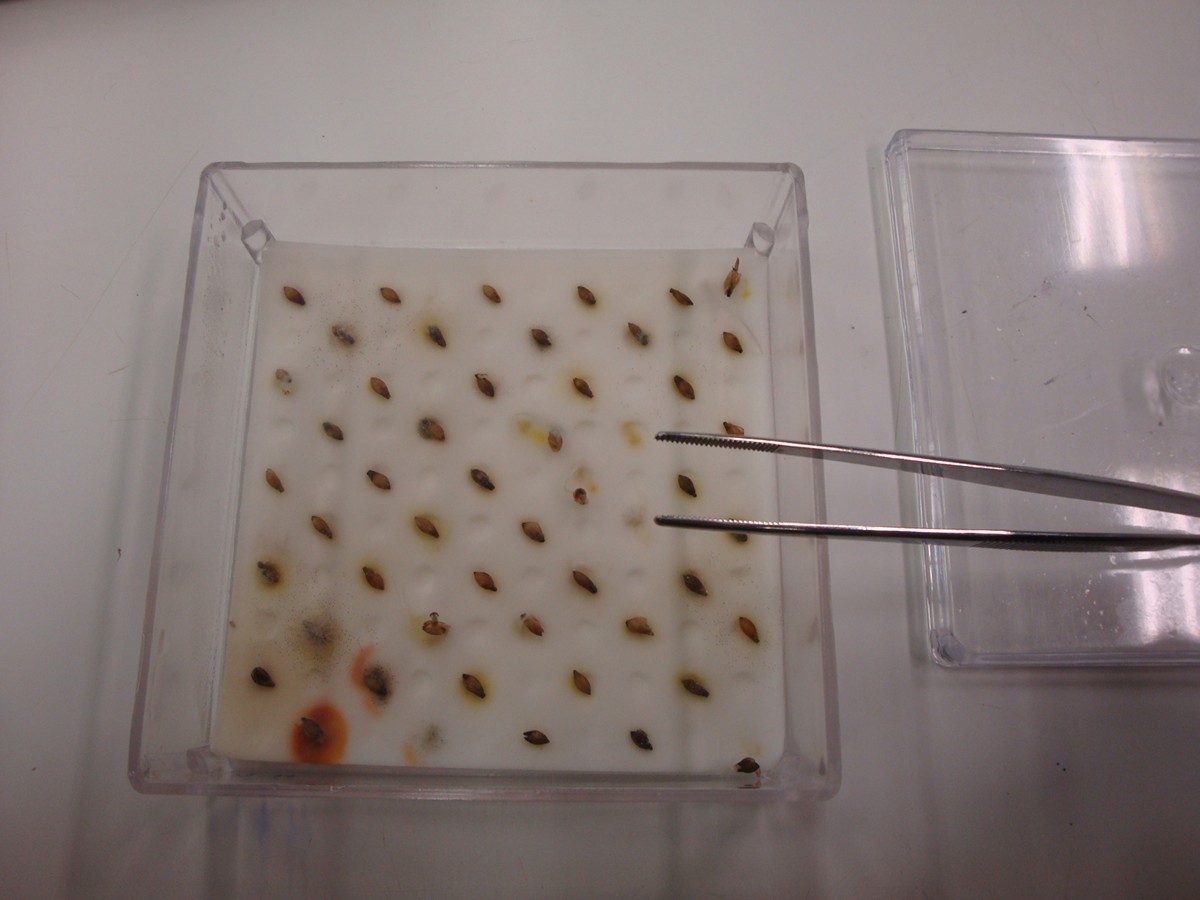 冷冻电镜样品制备流程：步骤详解及注意事项