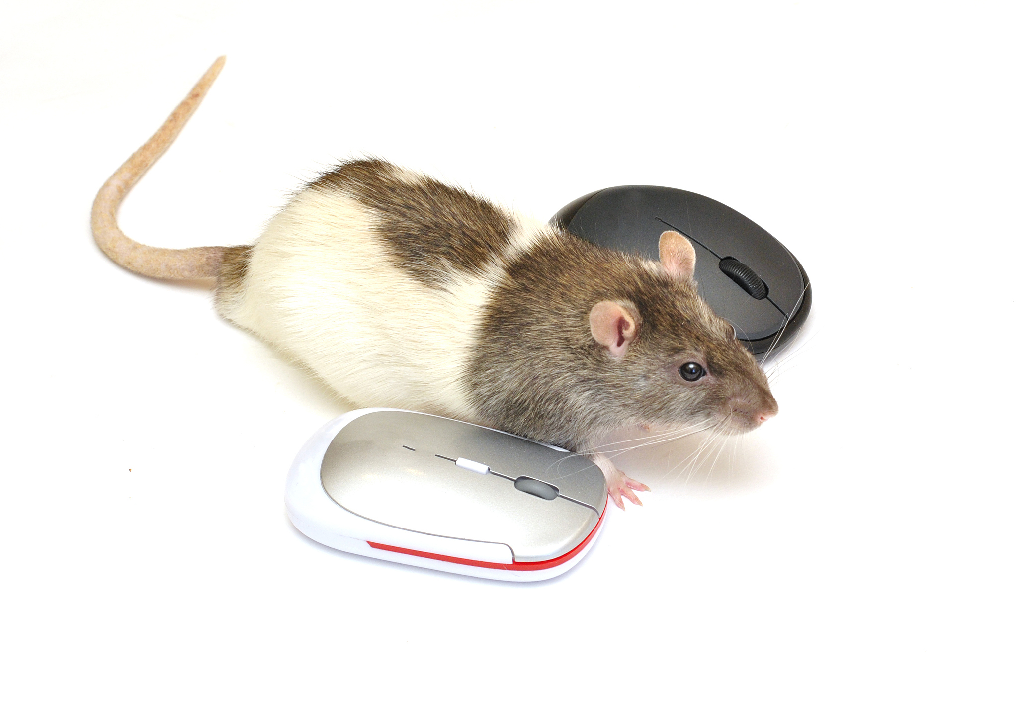 鼠标与老鼠：名称相似，实则不同！