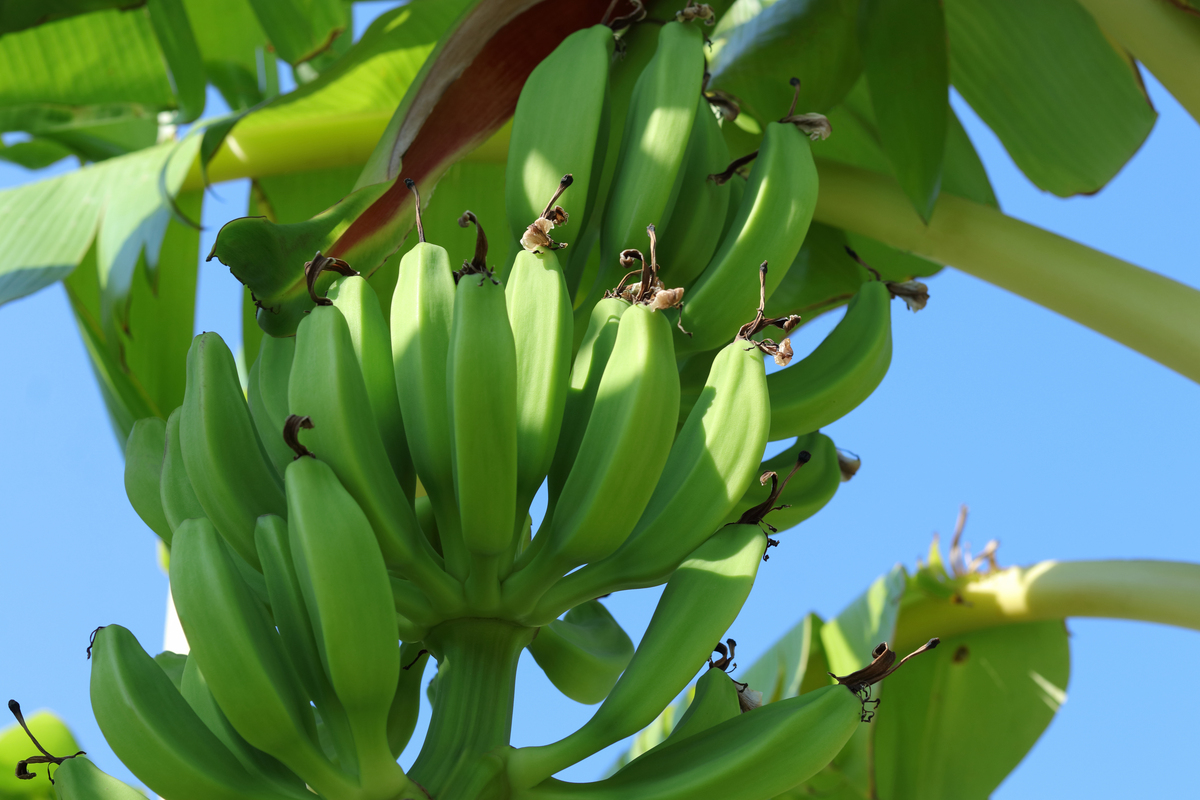 香蕉种植到收获需要多长时间？ - 从种植到收获的完整指南