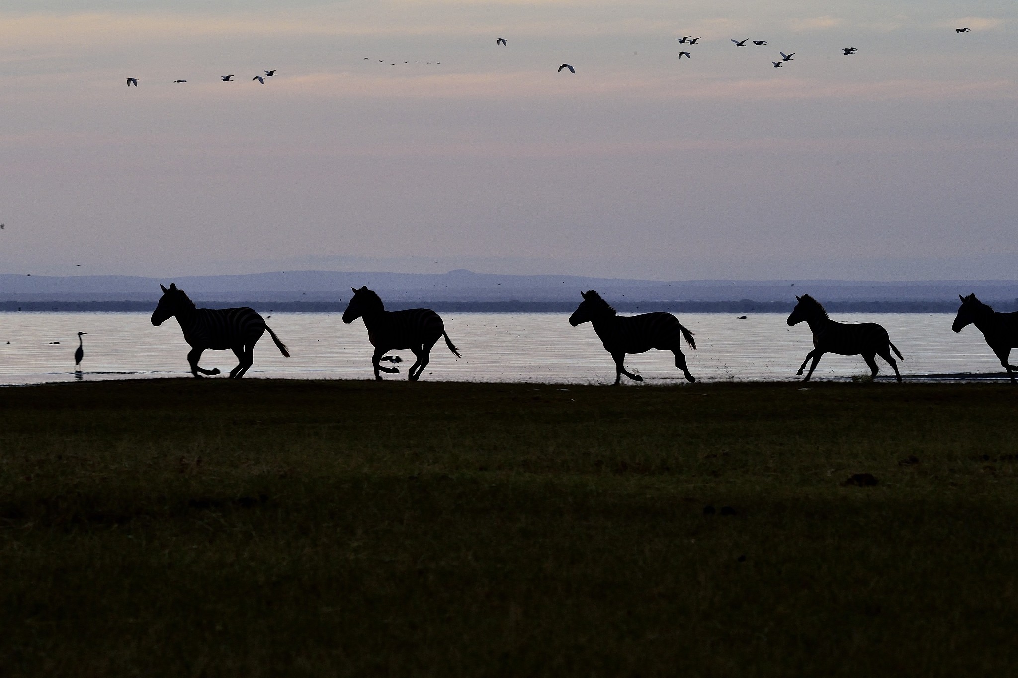 zebras at lake manyara