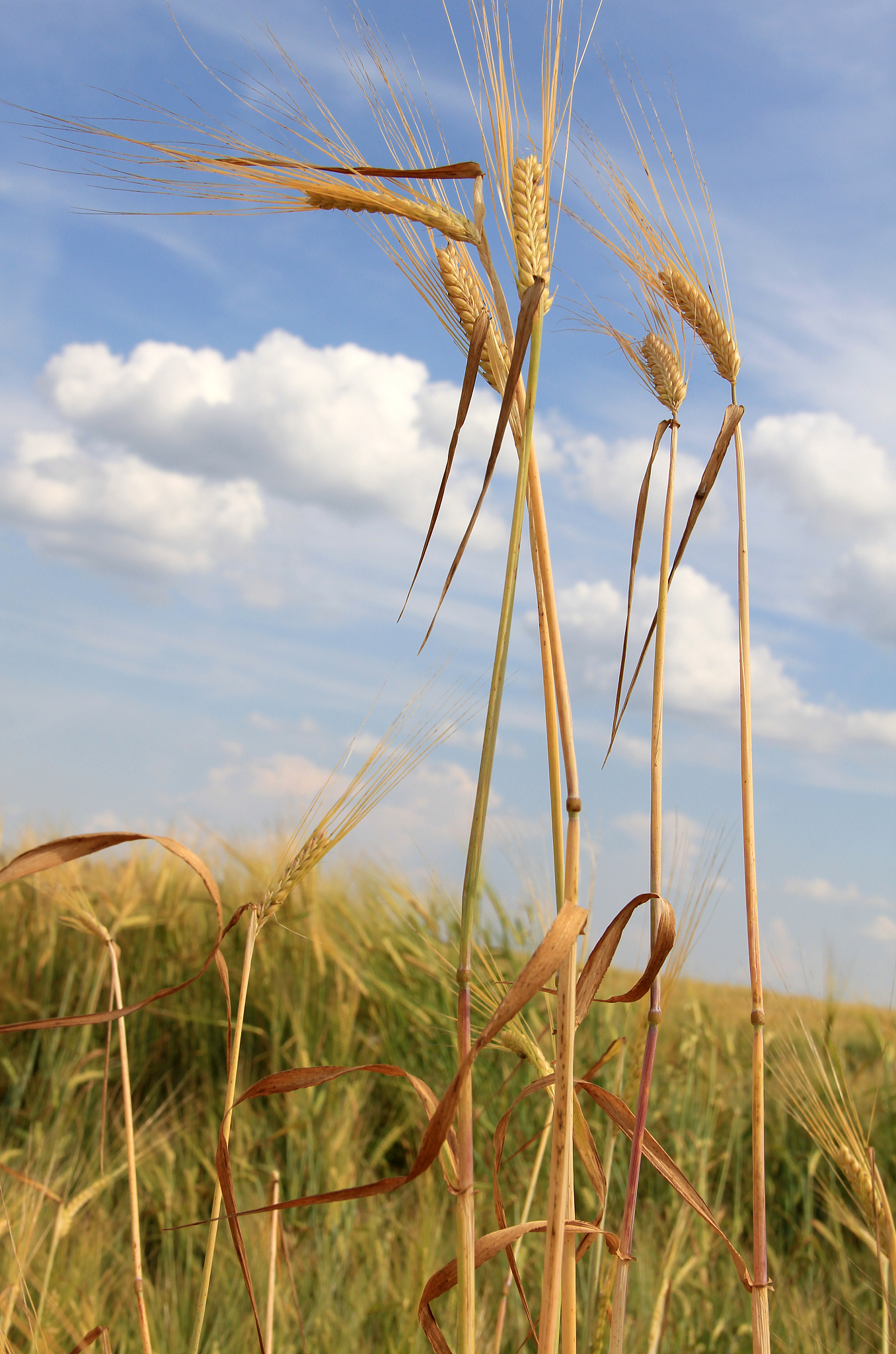 毕节农业学校2023年哪些专业招生