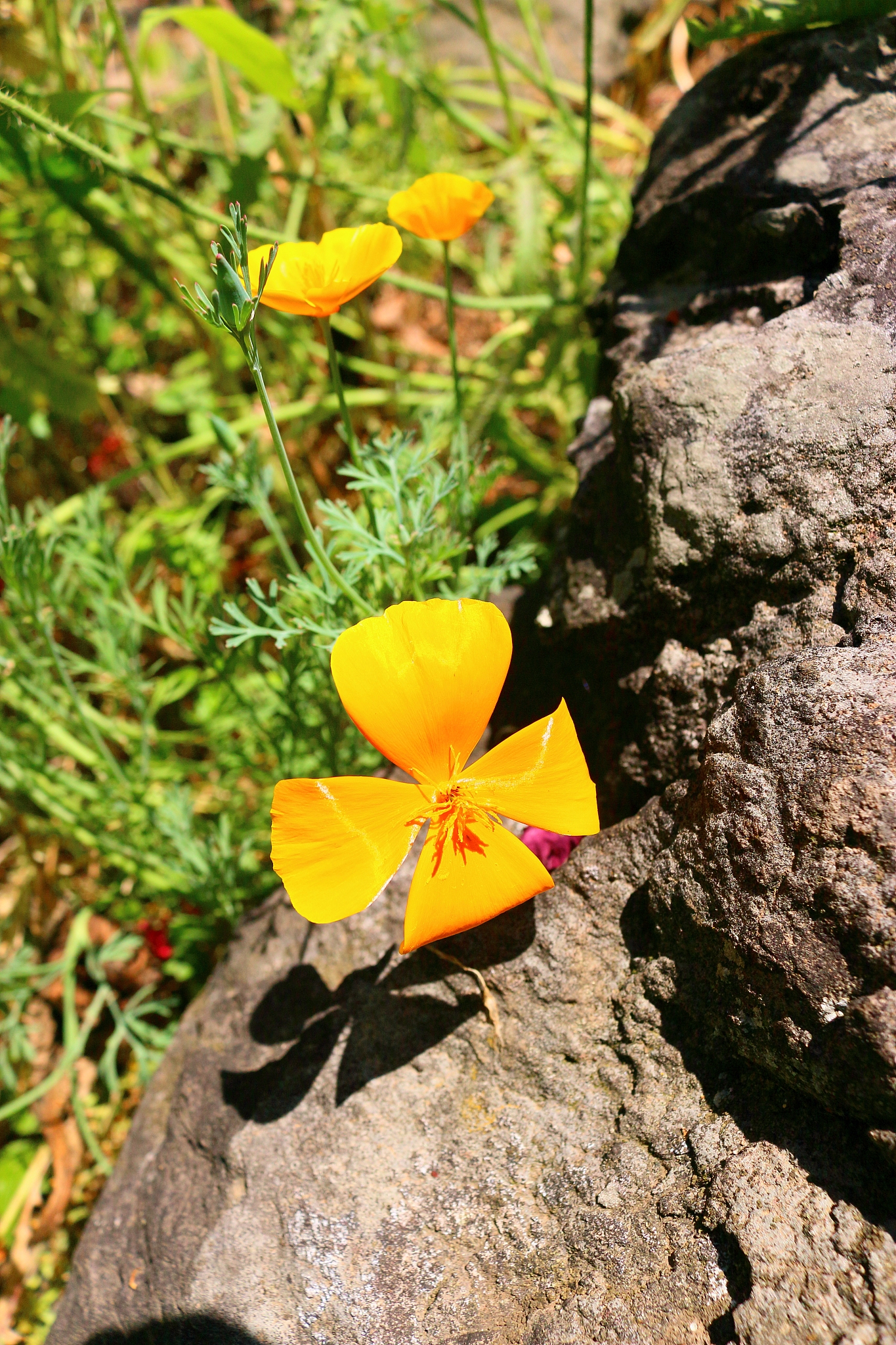 spring, flowers, spring flowers, wildflowers, flower beds, garde