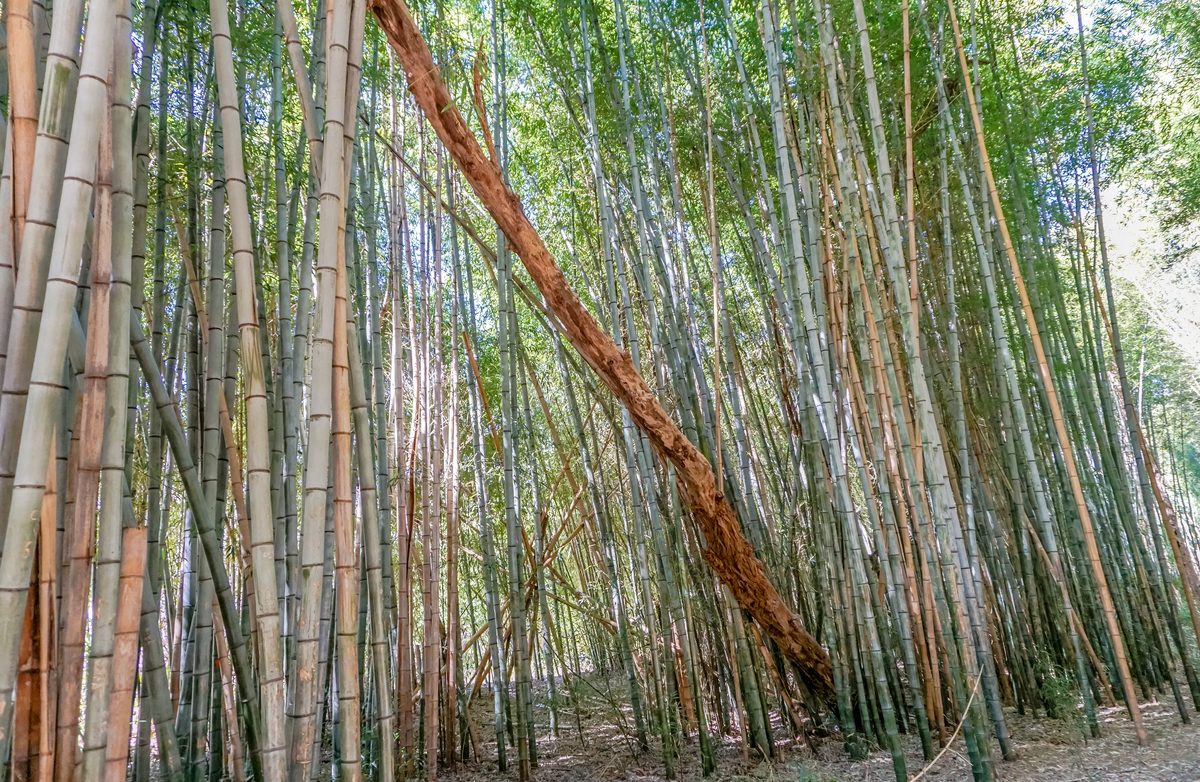 竹林中倒下的一棵树